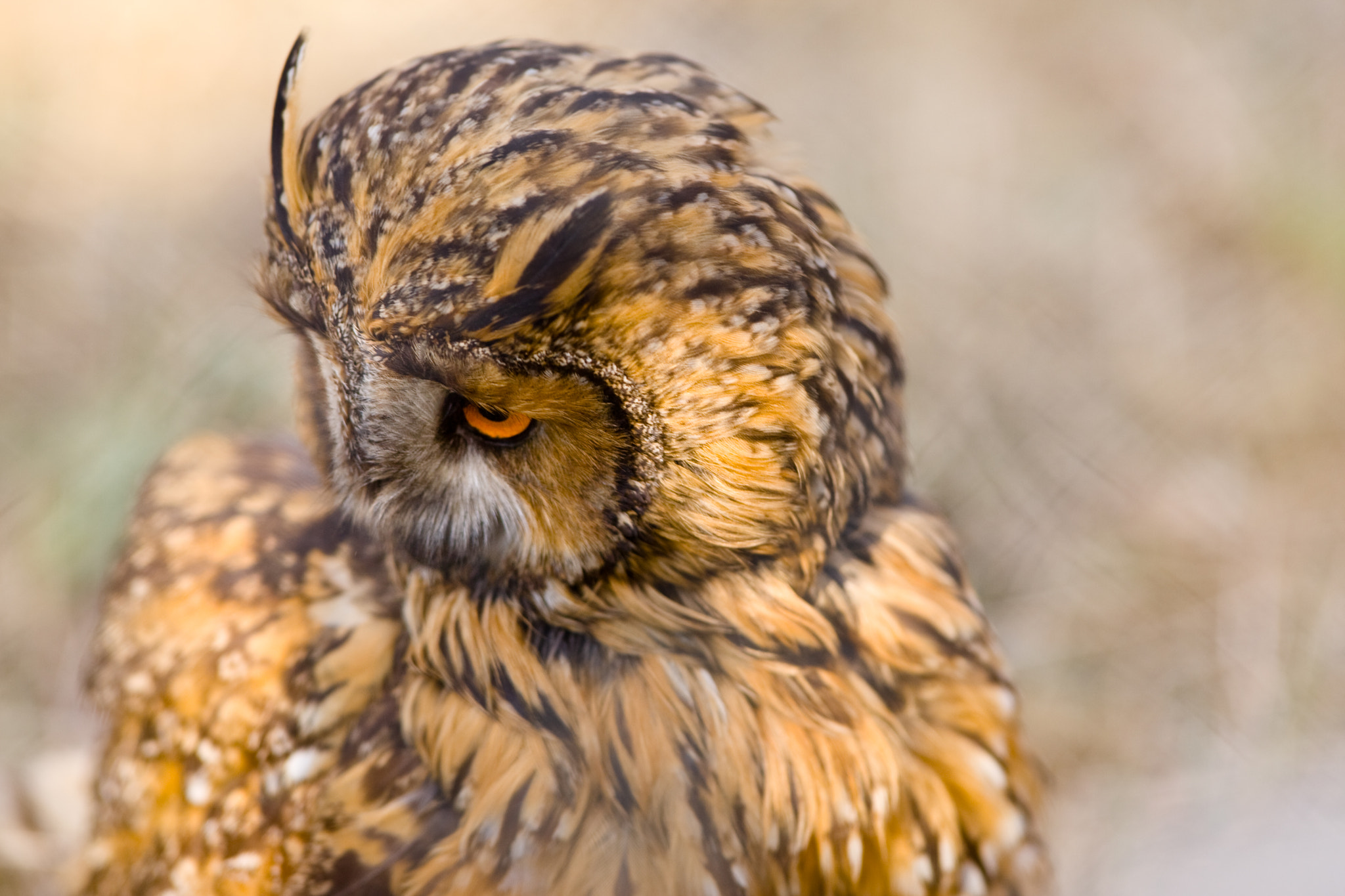 Canon EOS-1D Mark III + Canon EF 300mm F2.8L IS USM sample photo. Owl photography