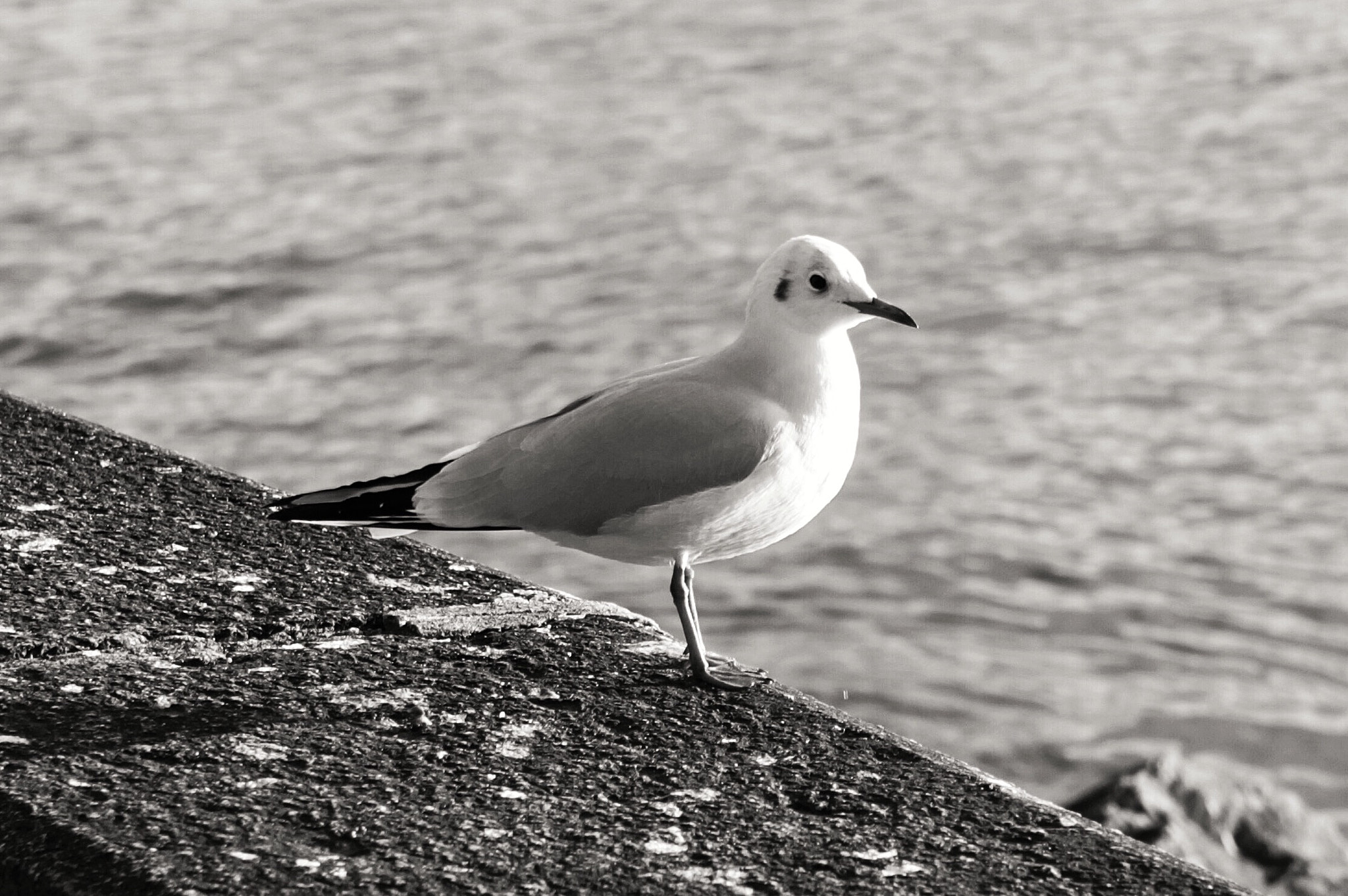 Canon EF 24-70mm F2.8L USM sample photo. Are you waiting for someone who never come back? photography