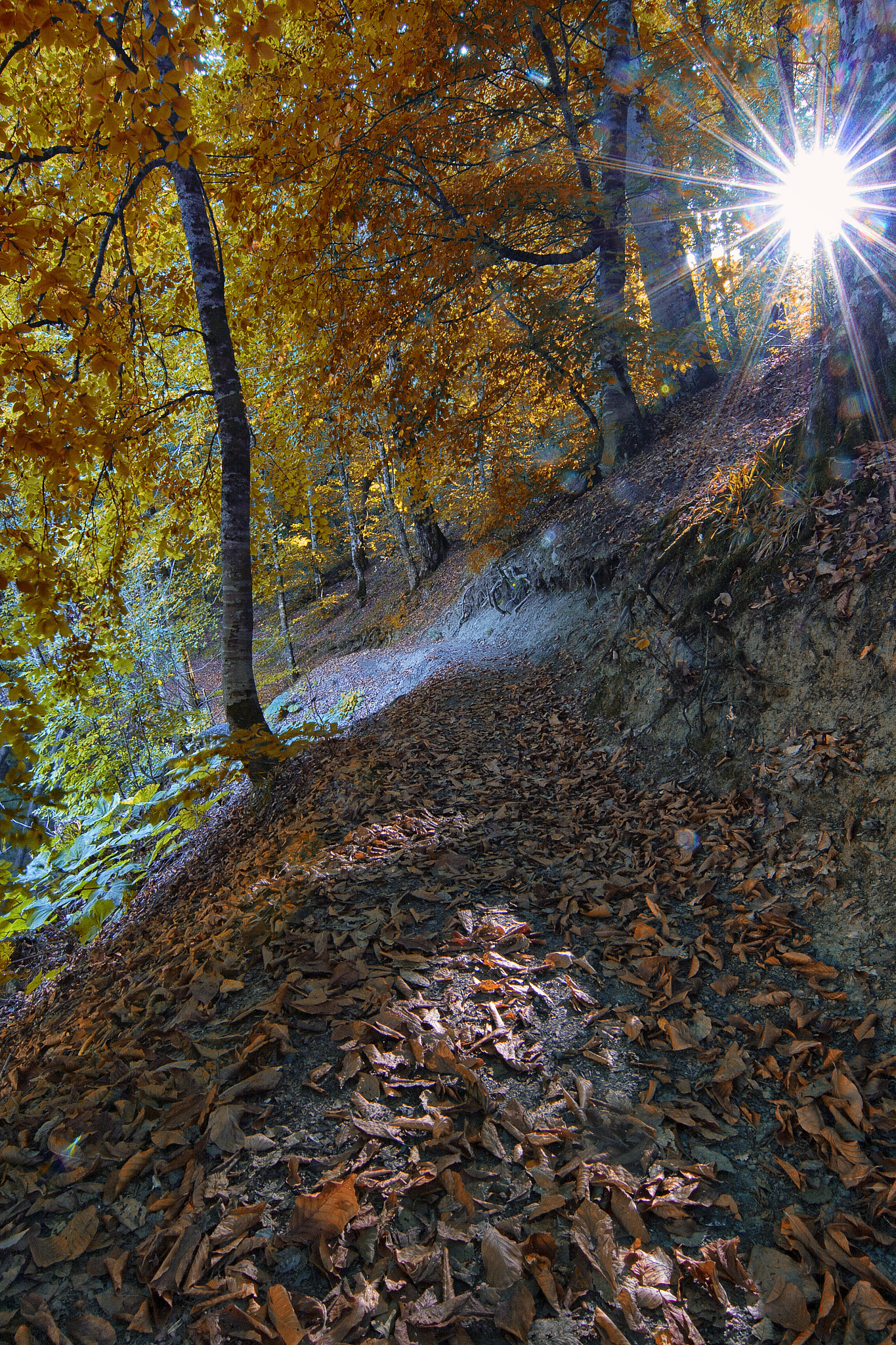 Tokina AT-X Pro 12-24mm F4 (IF) DX sample photo. Brownish photography