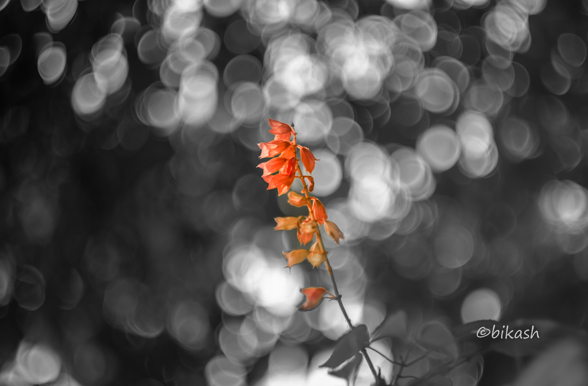 Canon EF 35-80mm f/4-5.6 sample photo. Bokeh photography