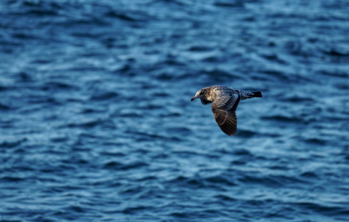 Sony a7 II + Sony FE 70-200mm F4 G OSS sample photo. Seagull trying to catch dinner before sunset.  photography