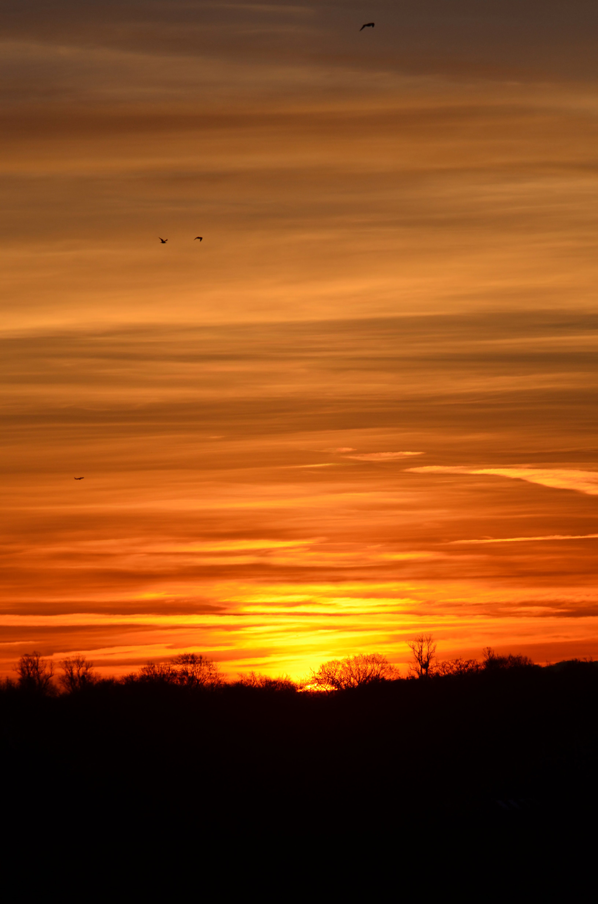 Sigma 150-500mm F5-6.3 DG OS HSM sample photo. Busy dawn photography