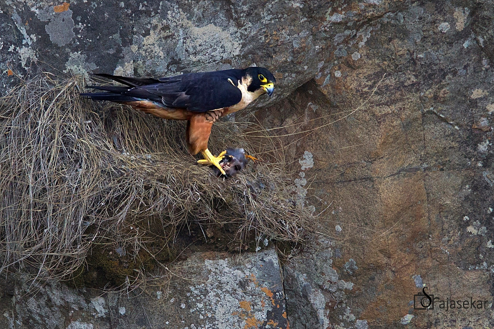Canon EF 500mm F4L IS II USM sample photo. Shaheen falcon with pigeon kill photography