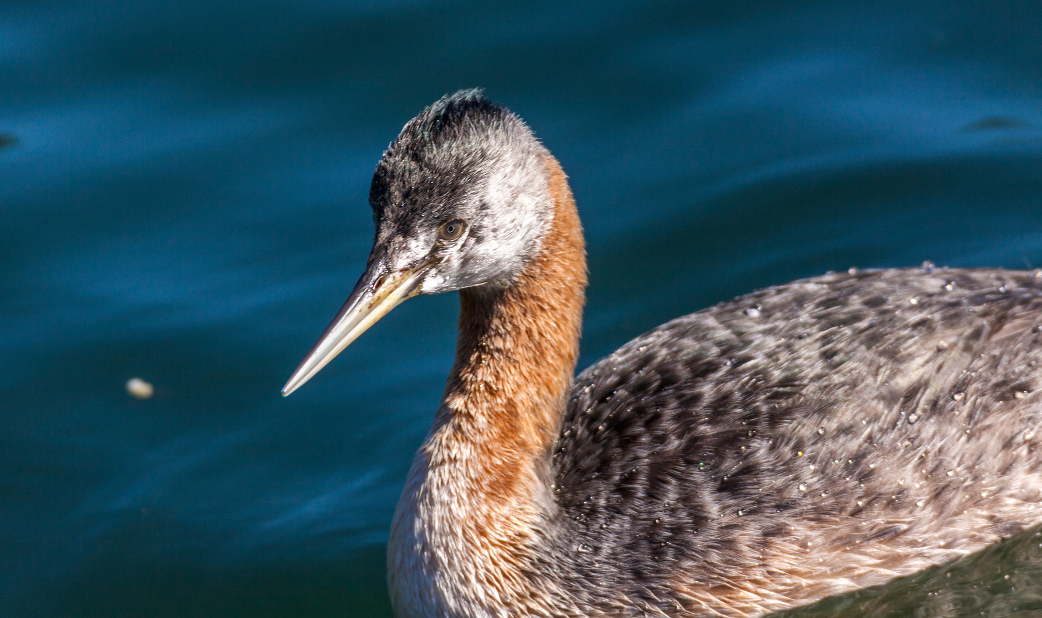 Tamron SP 150-600mm F5-6.3 Di VC USD sample photo. #naturephotography  photography