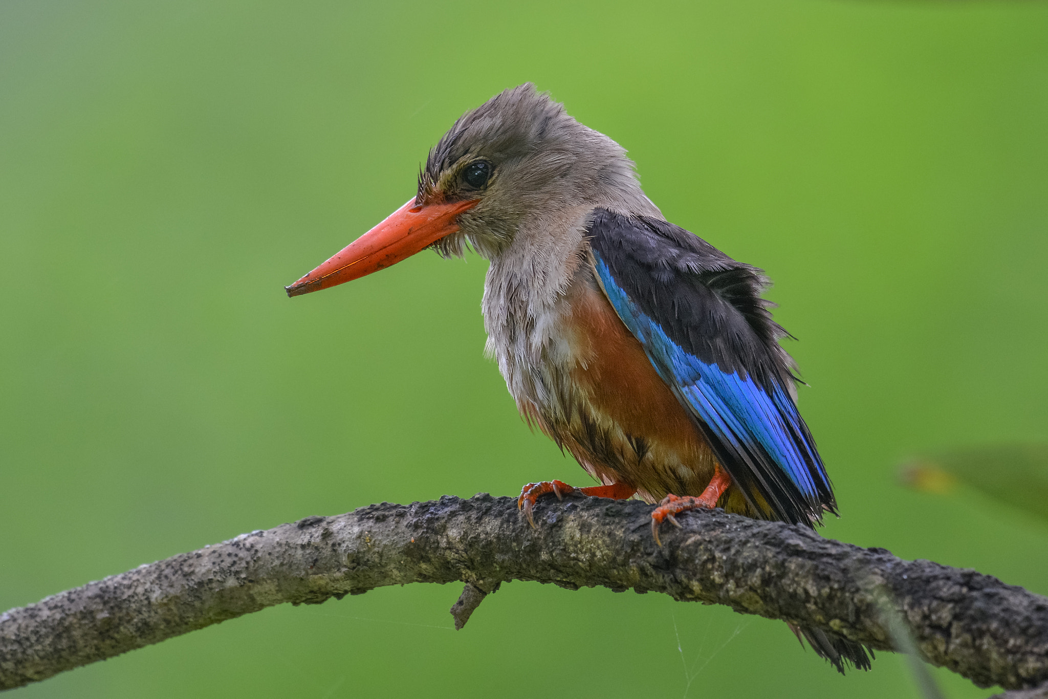 Nikon AF-S Nikkor 200-500mm F5.6E ED VR sample photo