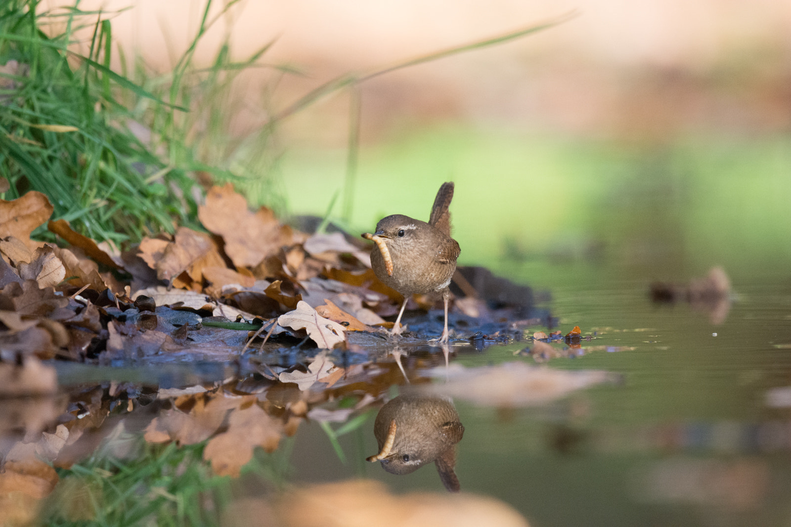 Nikon D7100 + Nikon AF-S Nikkor 500mm F4G ED VR sample photo. Winterkoningen - wren photography