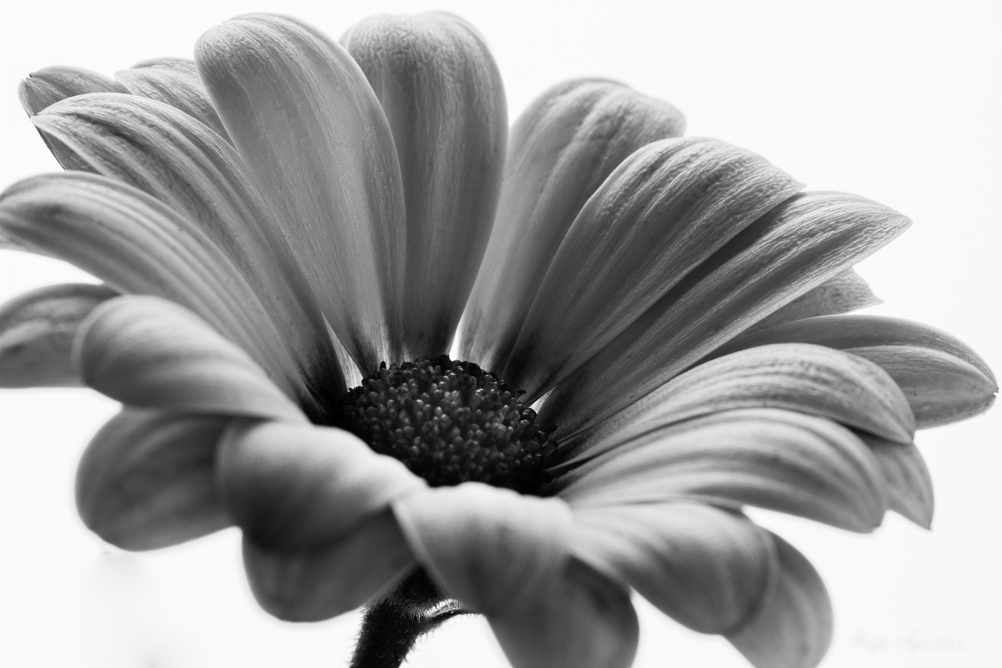 Sigma 105mm F2.8 EX DG OS HSM sample photo. Pureza   -  reto clave alta blanco y negro photography