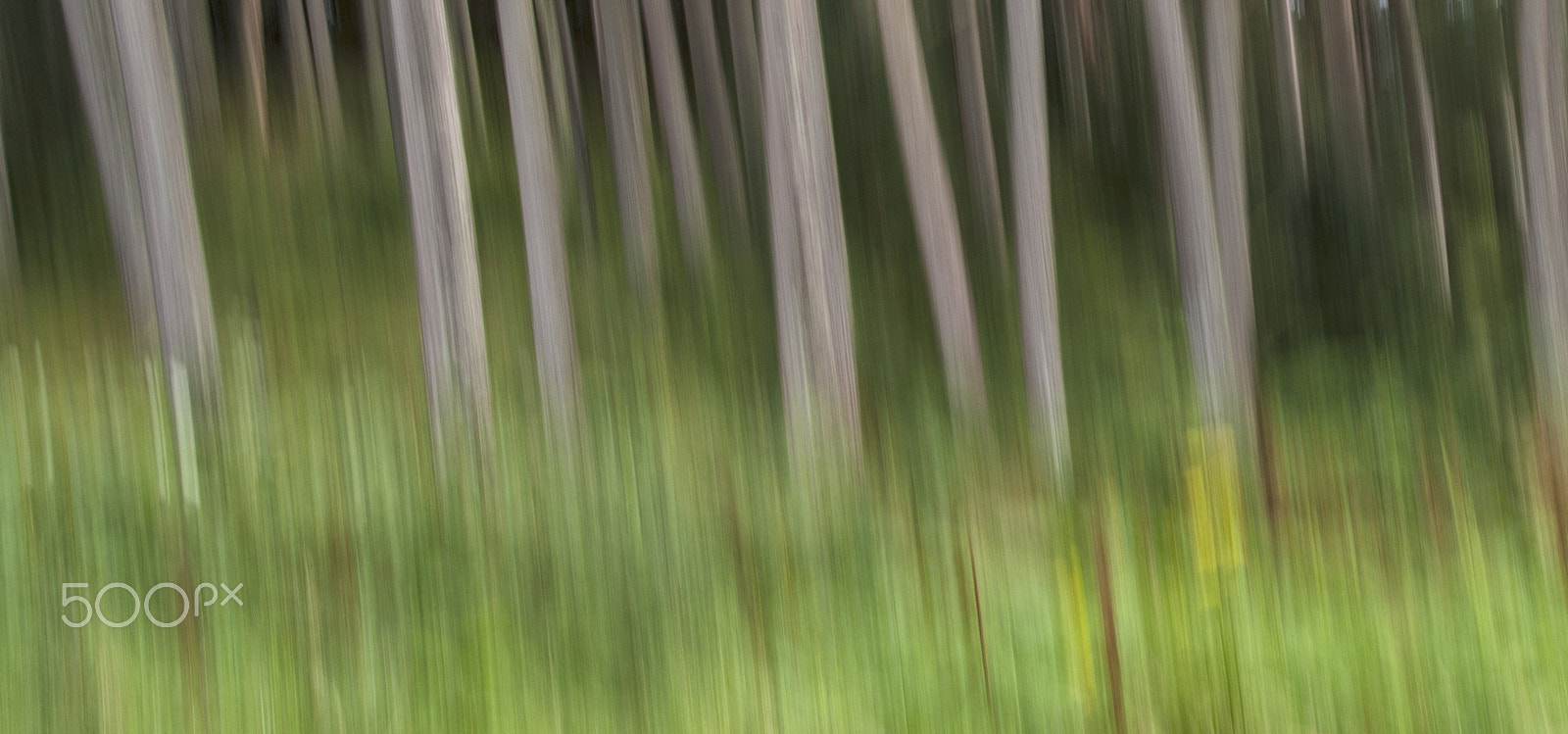 Canon EOS 450D (EOS Rebel XSi / EOS Kiss X2) sample photo. Pine woods photography
