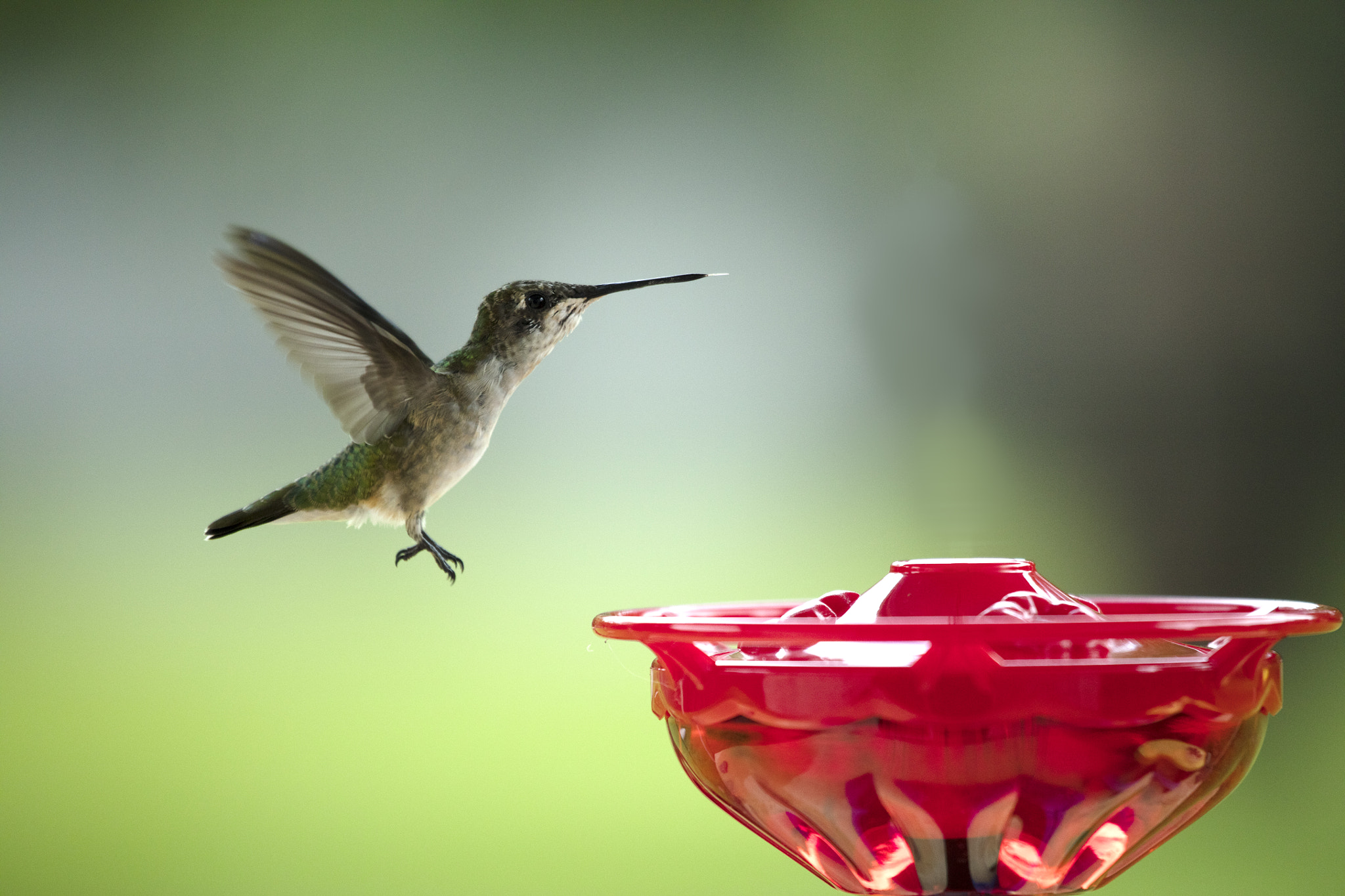 Canon EOS 5DS R + Canon EF 100-400mm F4.5-5.6L IS USM sample photo. Hummingbird coming in for a landing photography