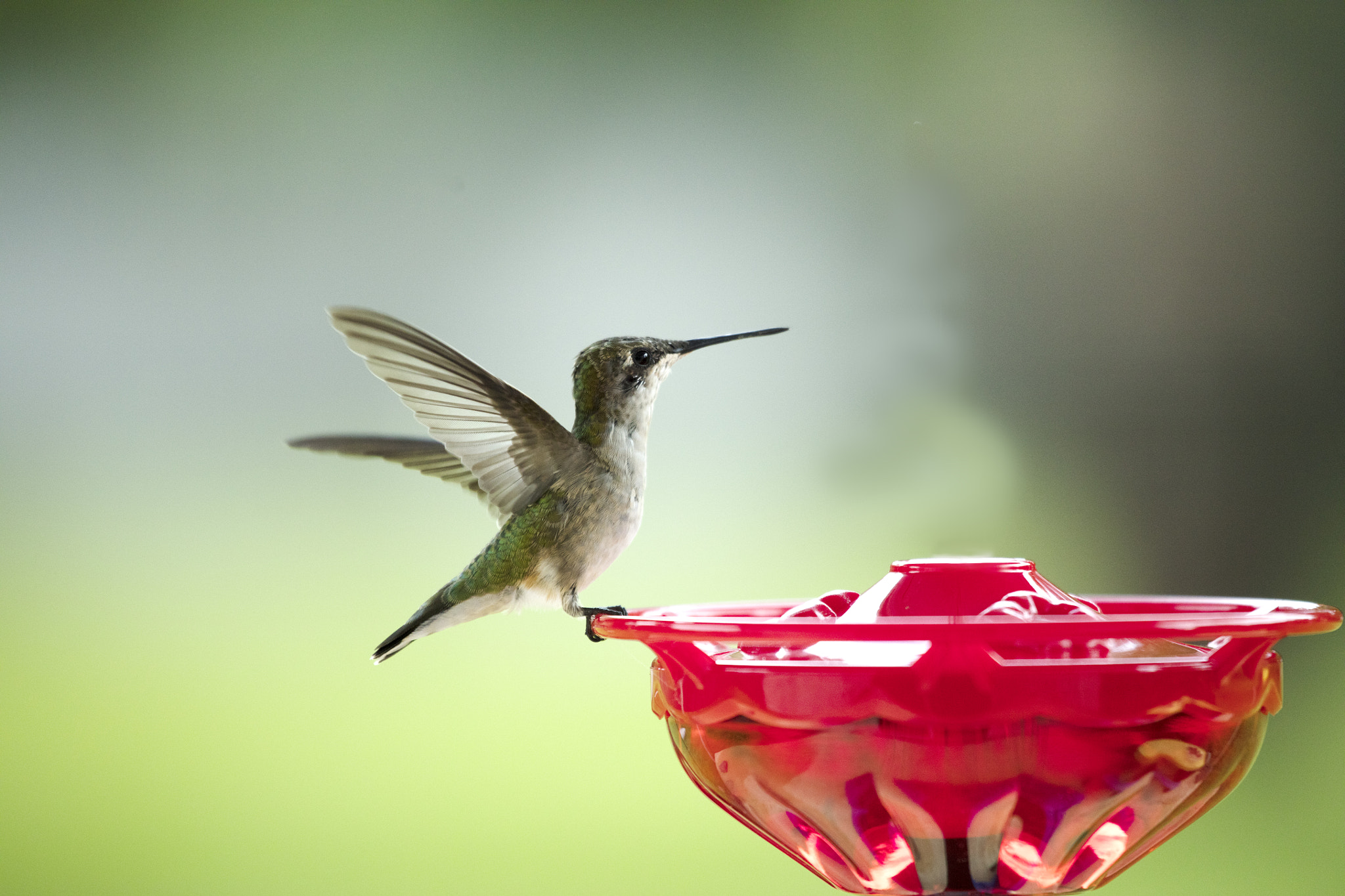 Canon EOS 5DS R + Canon EF 100-400mm F4.5-5.6L IS USM sample photo. Hummingbird landing on feeder photography