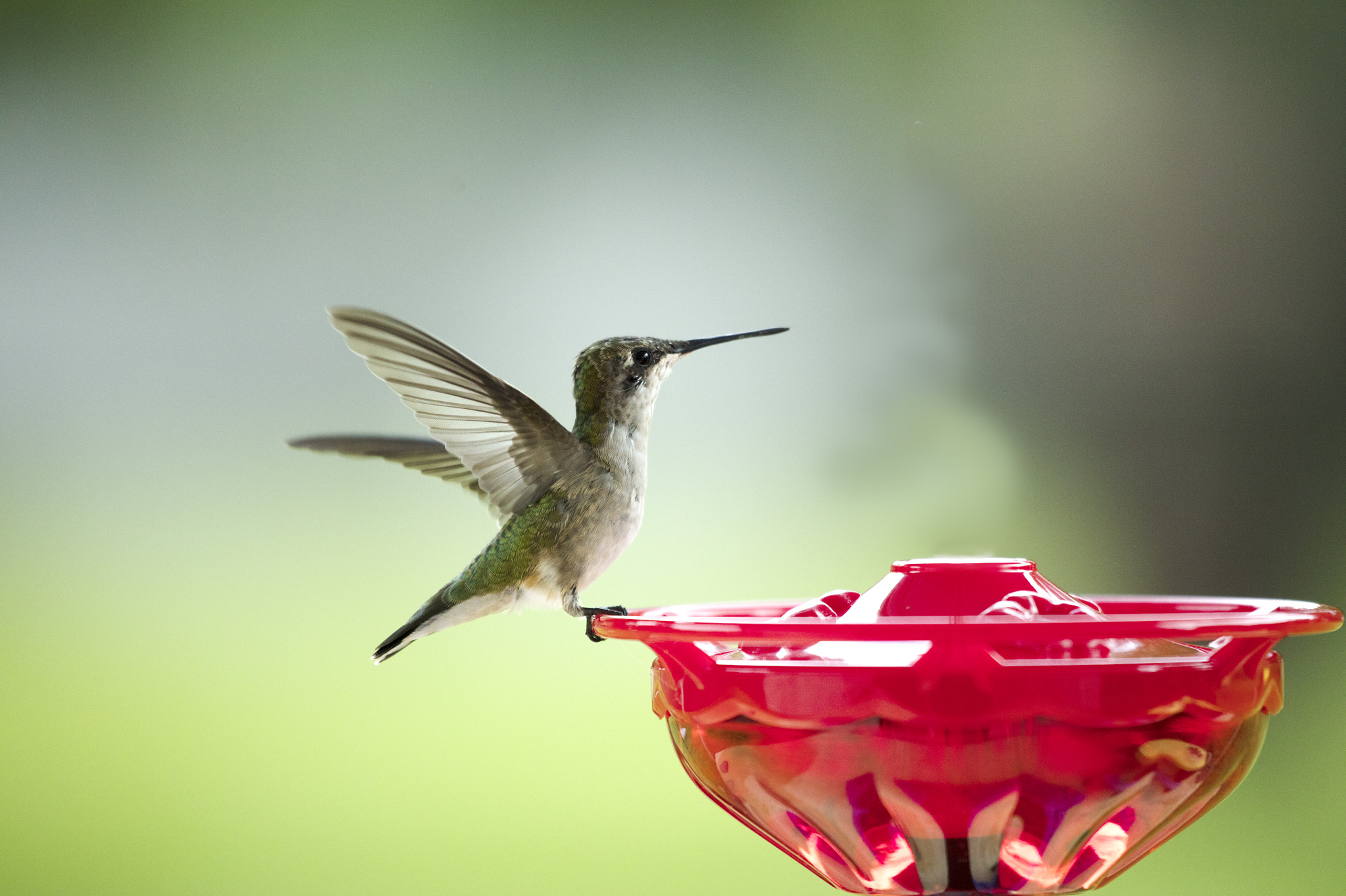 Canon EF 100-400mm F4.5-5.6L IS USM sample photo. Hummingbird landing on feeder photography