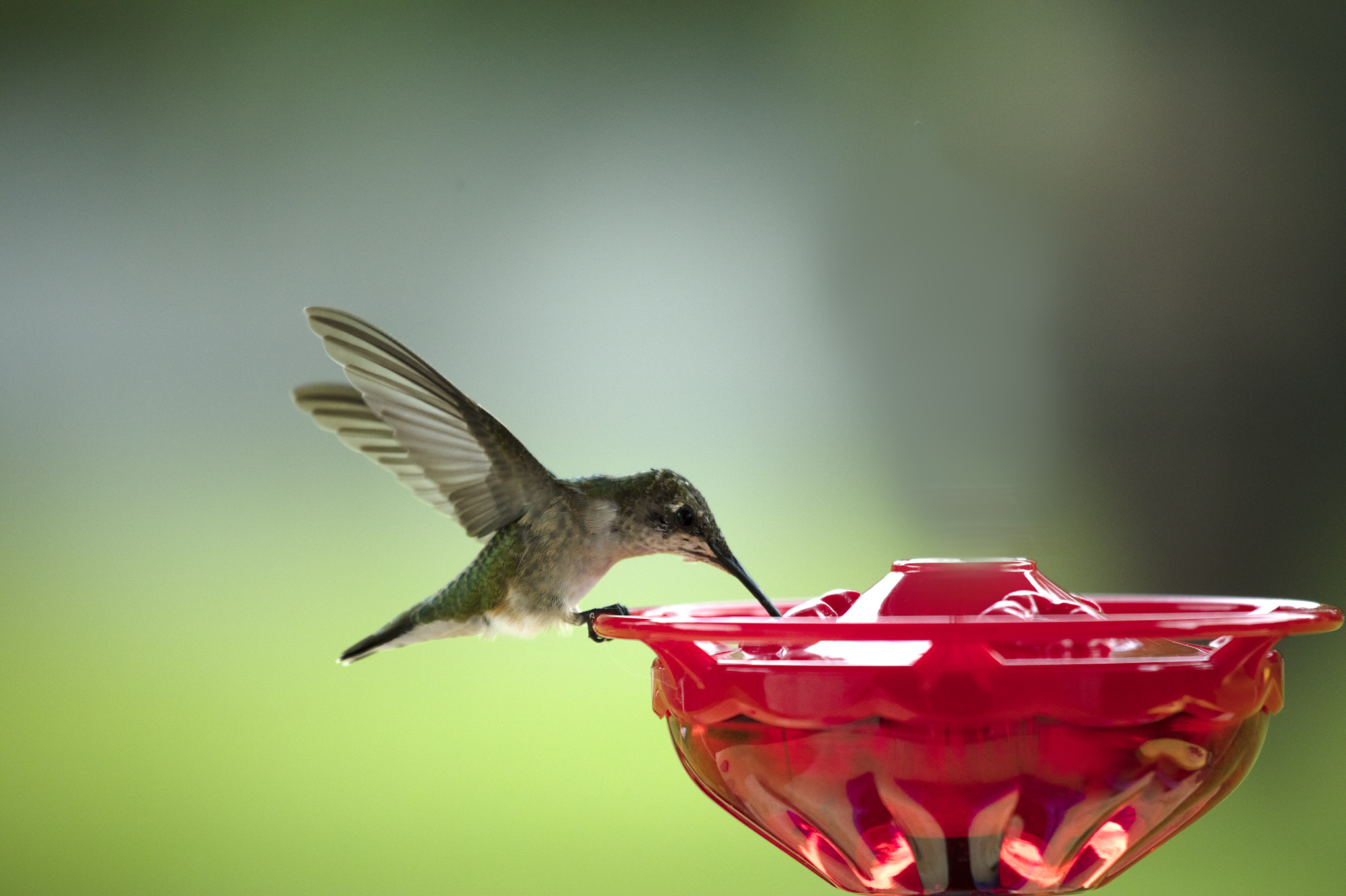 Canon EOS 5DS R + Canon EF 100-400mm F4.5-5.6L IS USM sample photo. Hummingbird sipping nectar photography