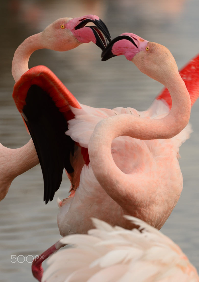 Nikon D600 + Nikon AF-S Nikkor 500mm F4G ED VR sample photo. Quarrelsome flamingos photography