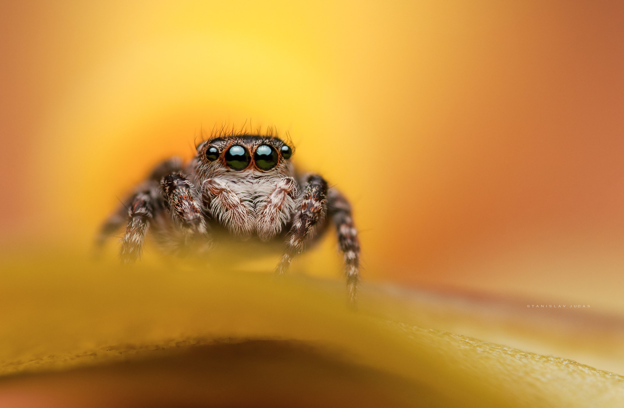 Nikon D300 sample photo. Sitticus floricola photography