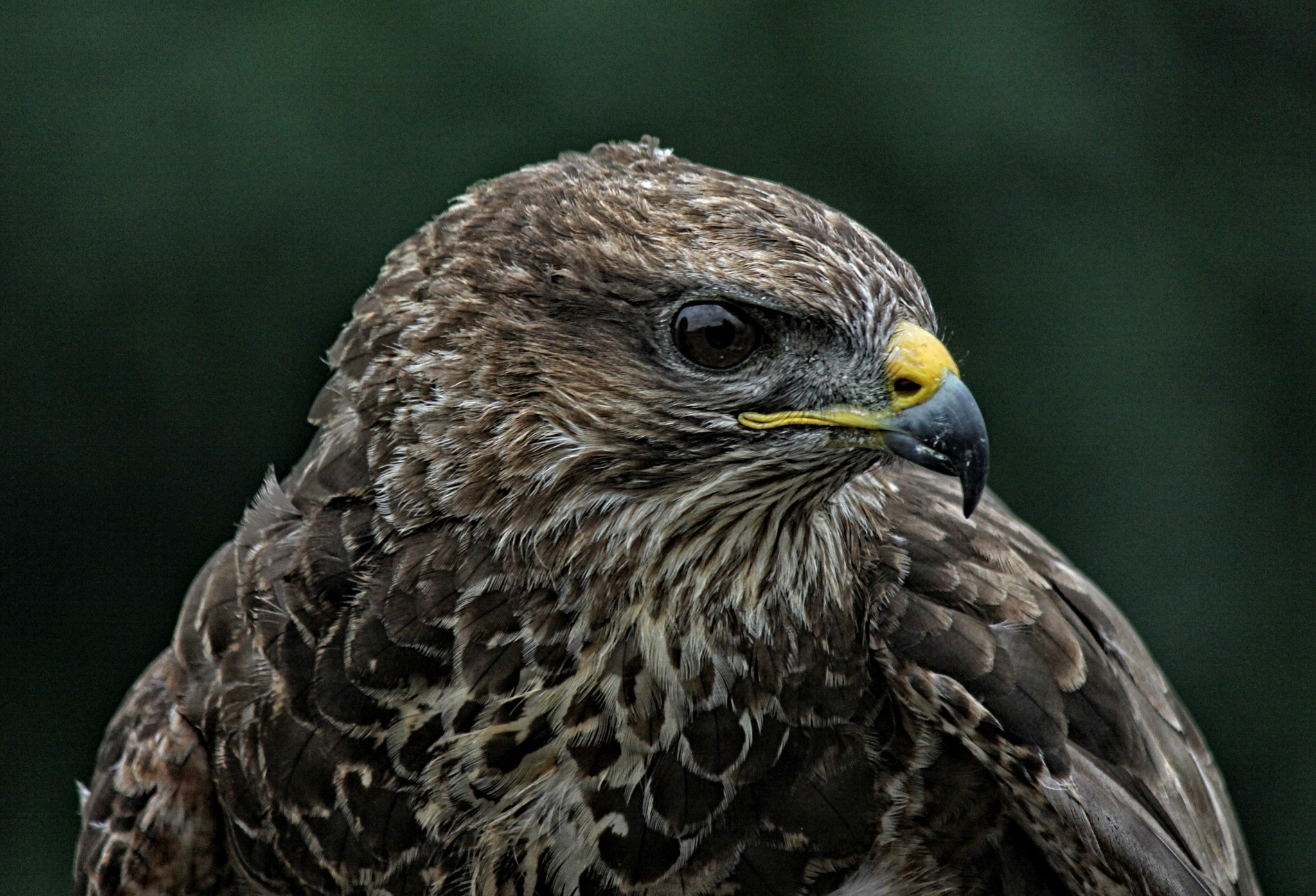 Canon EF-S 55-250mm F4-5.6 IS sample photo. Rf 86 photography