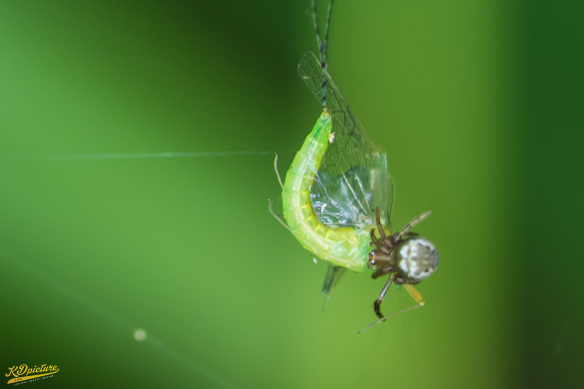 Nikon D750 + AF Nikkor 85mm f/1.8 sample photo. K macro photography