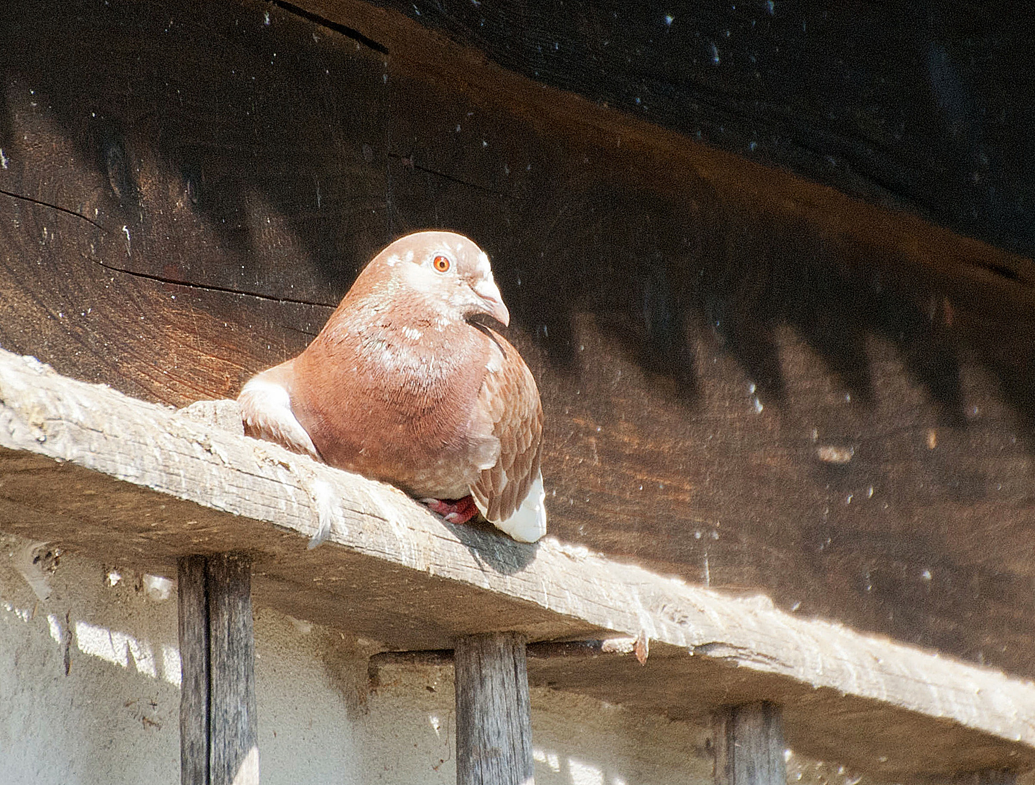 Sony Alpha DSLR-A300 + DT 18-270mm F3.5-6.3 SSM sample photo. Sjesta photography