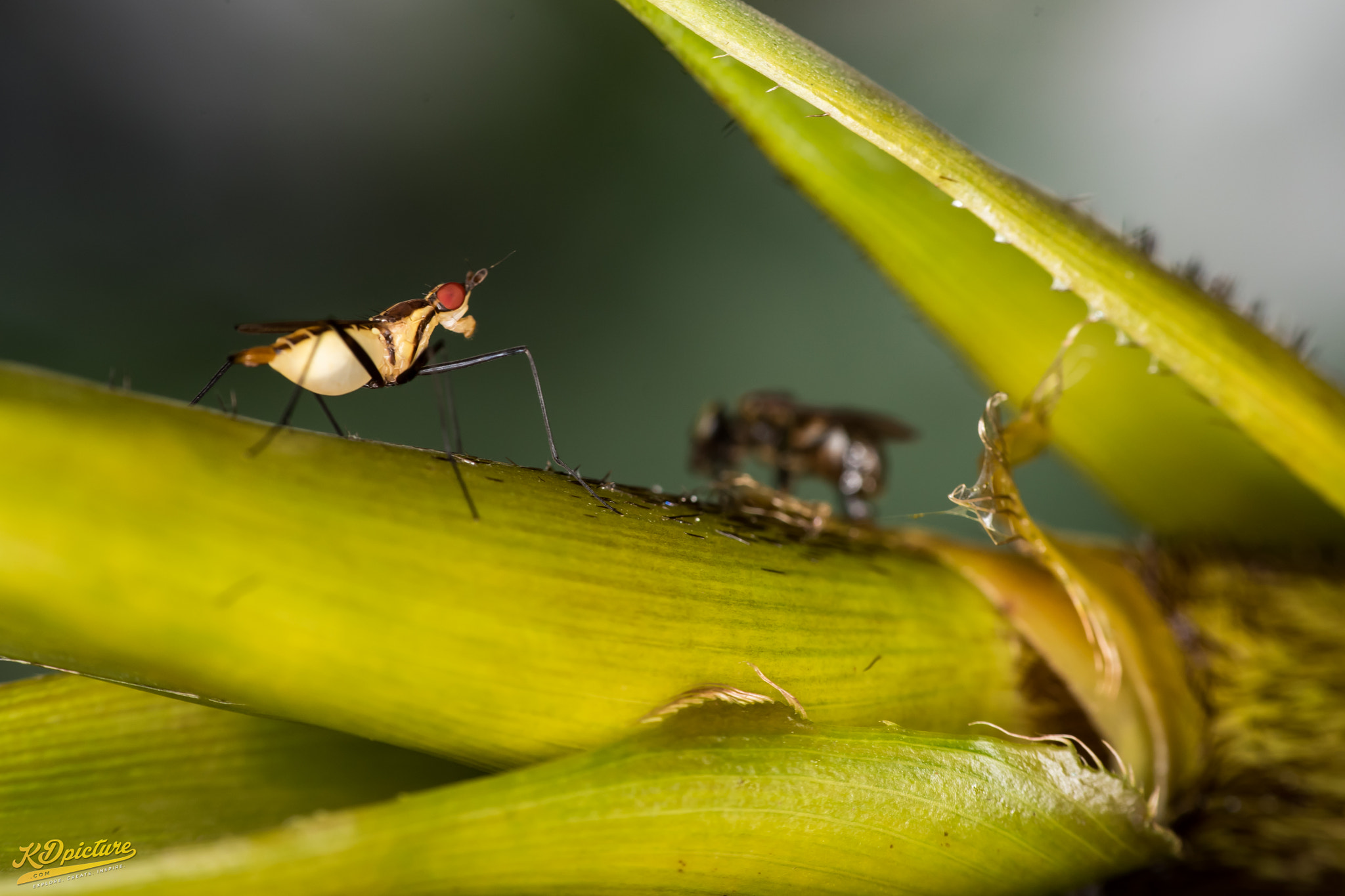 Nikon D750 + AF Nikkor 85mm f/1.8 sample photo. K macro photography