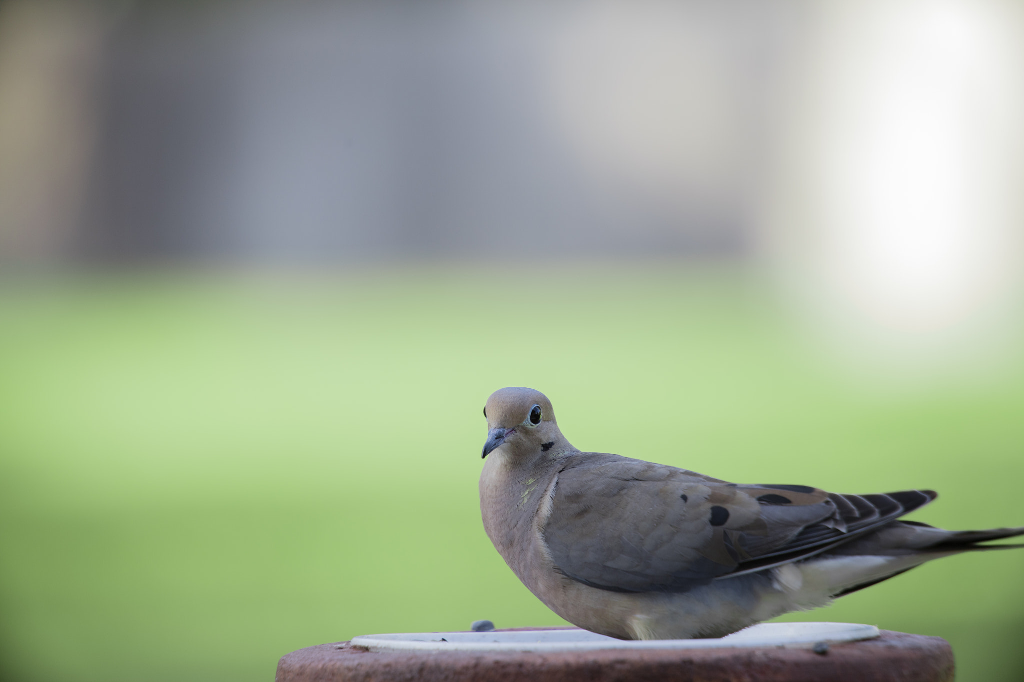Canon EF 100-400mm F4.5-5.6L IS USM sample photo. Mourning dove photography