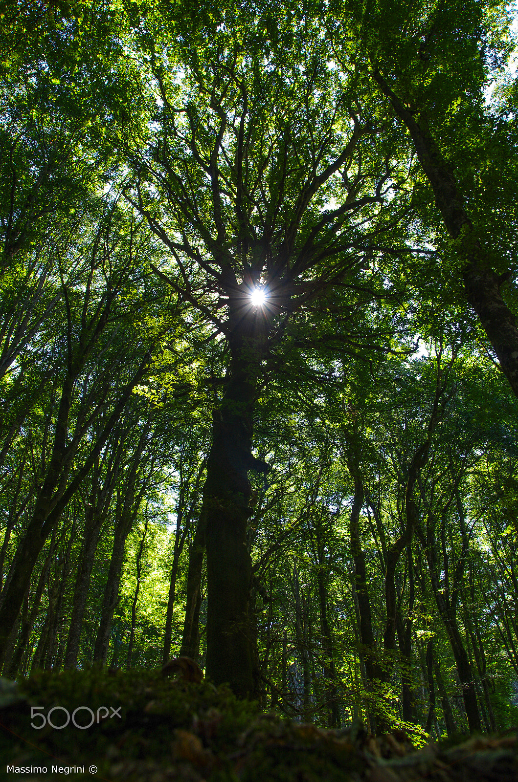 Pentax K-5 IIs sample photo. The magic forest photography