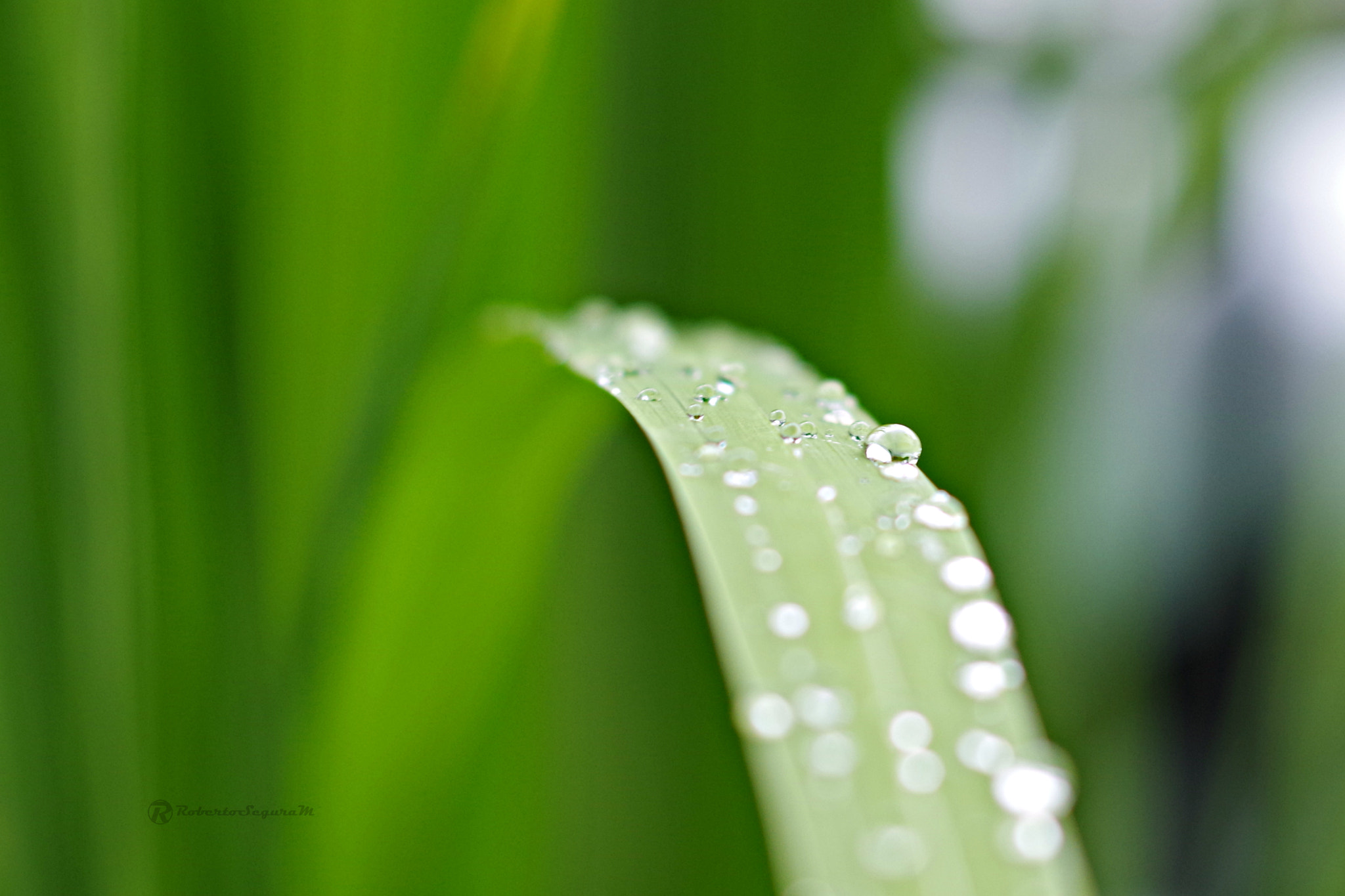 Pentax smc DA 50mm F1.8 sample photo. Drops photography