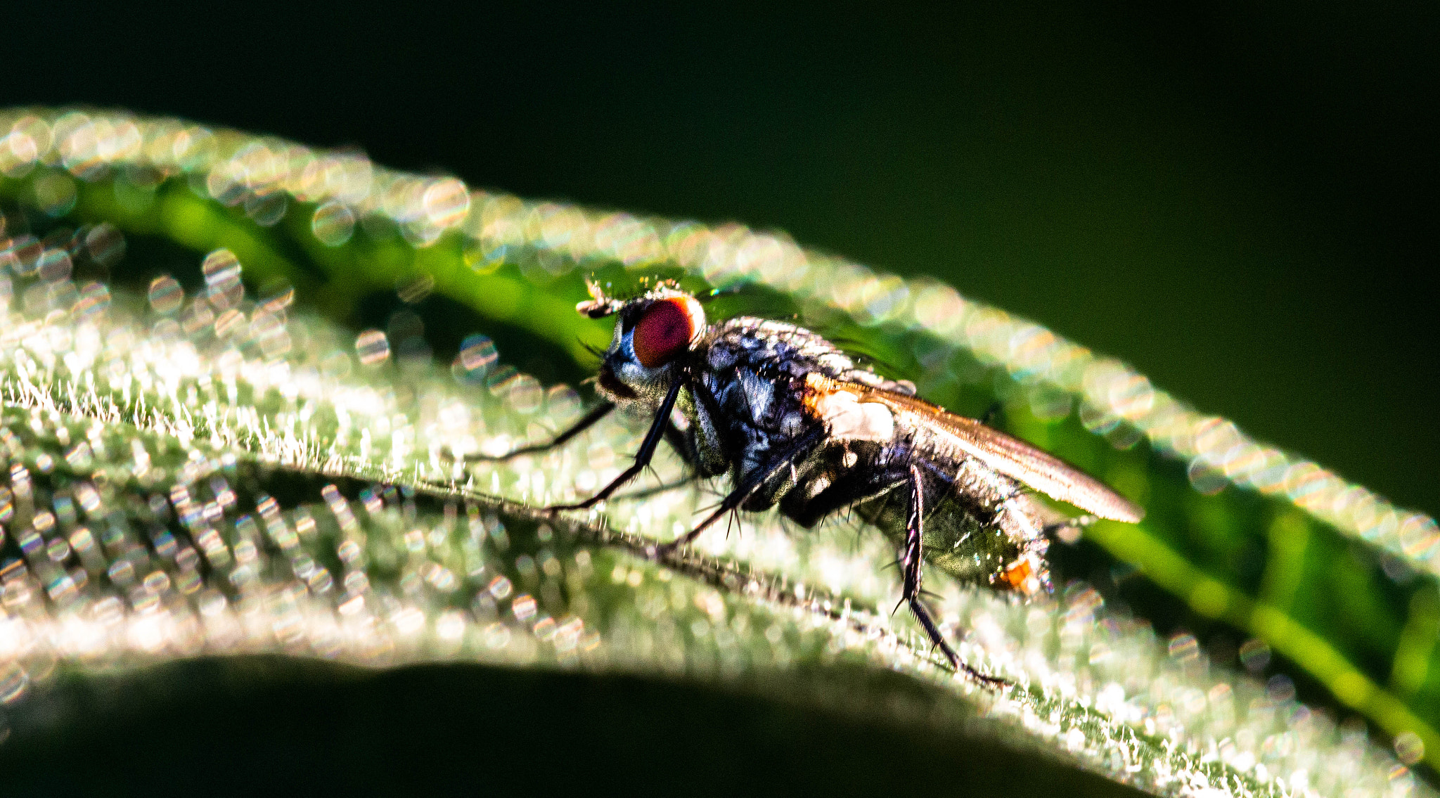 Canon EF 100mm F2.8L Macro IS USM sample photo. Sunbathing photography