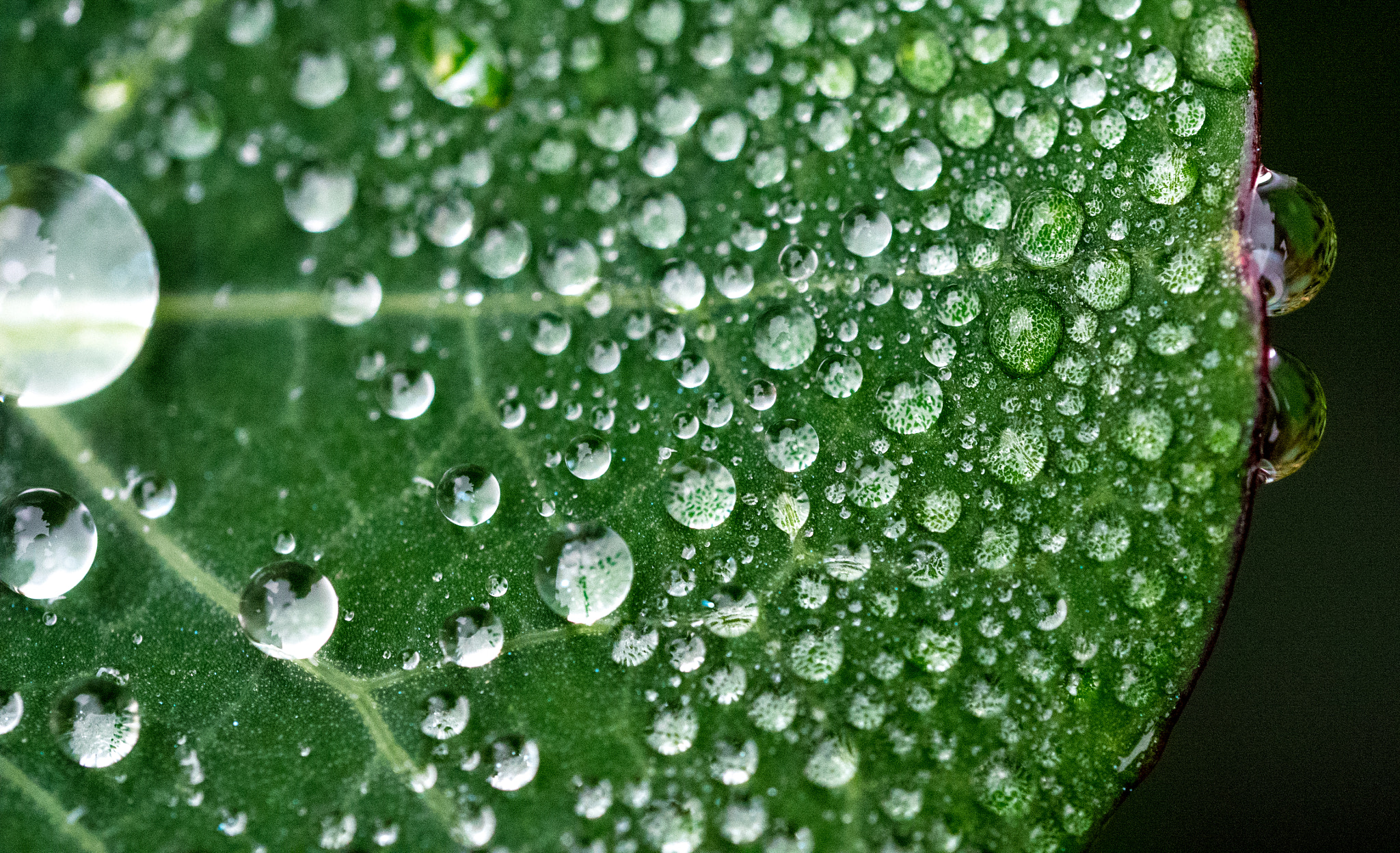 Panasonic Lumix DMC-GM1 sample photo. Water drops on nastursium leaf photography