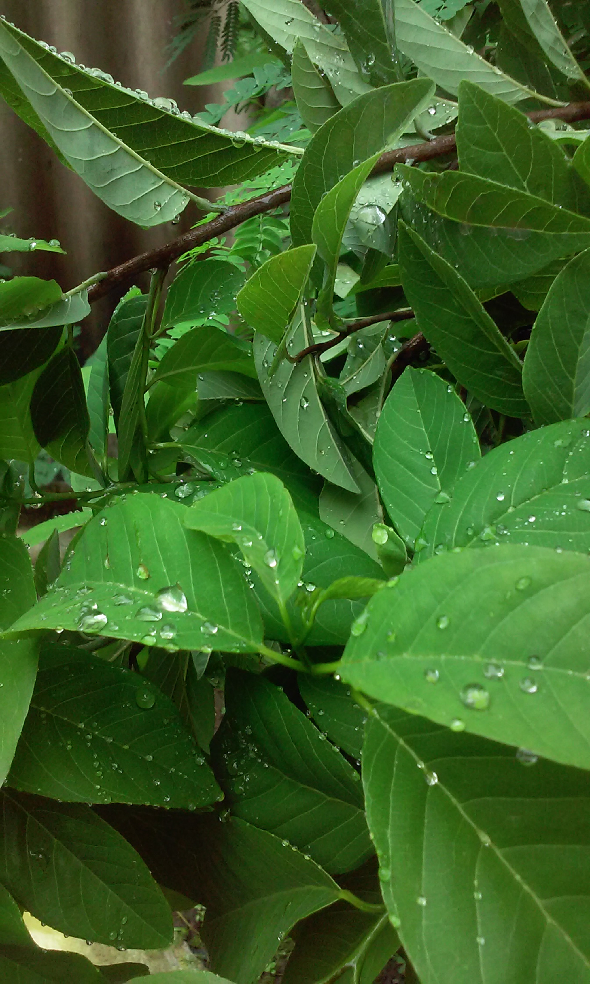 LG L70 sample photo. 20140725_150118.jpg photography