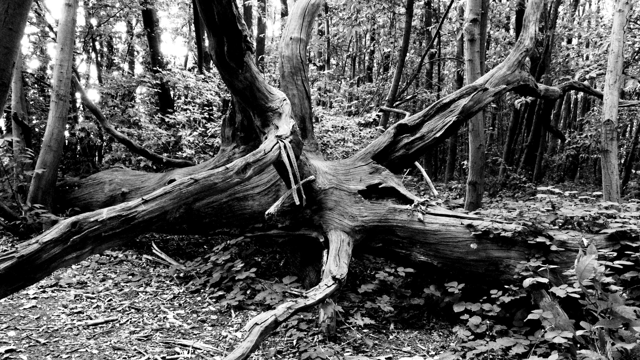 Pentax 02 Standard Zoom sample photo. Tree photography