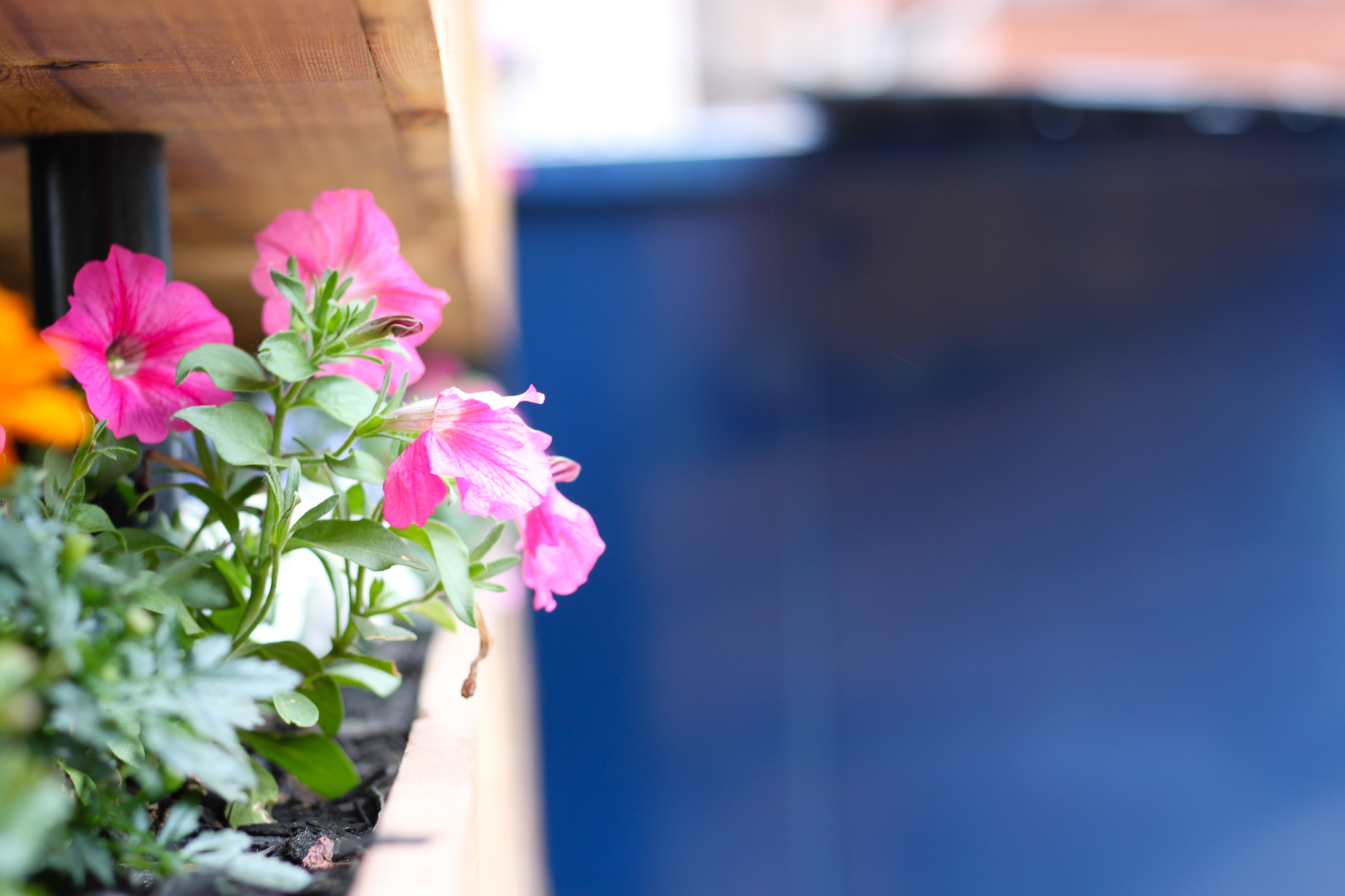 Canon EOS 500D (EOS Rebel T1i / EOS Kiss X3) sample photo. Img photography