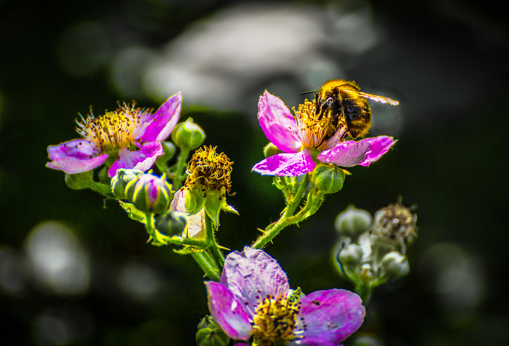 Canon EOS 650D (EOS Rebel T4i / EOS Kiss X6i) sample photo. The flower and the bee (of ) photography