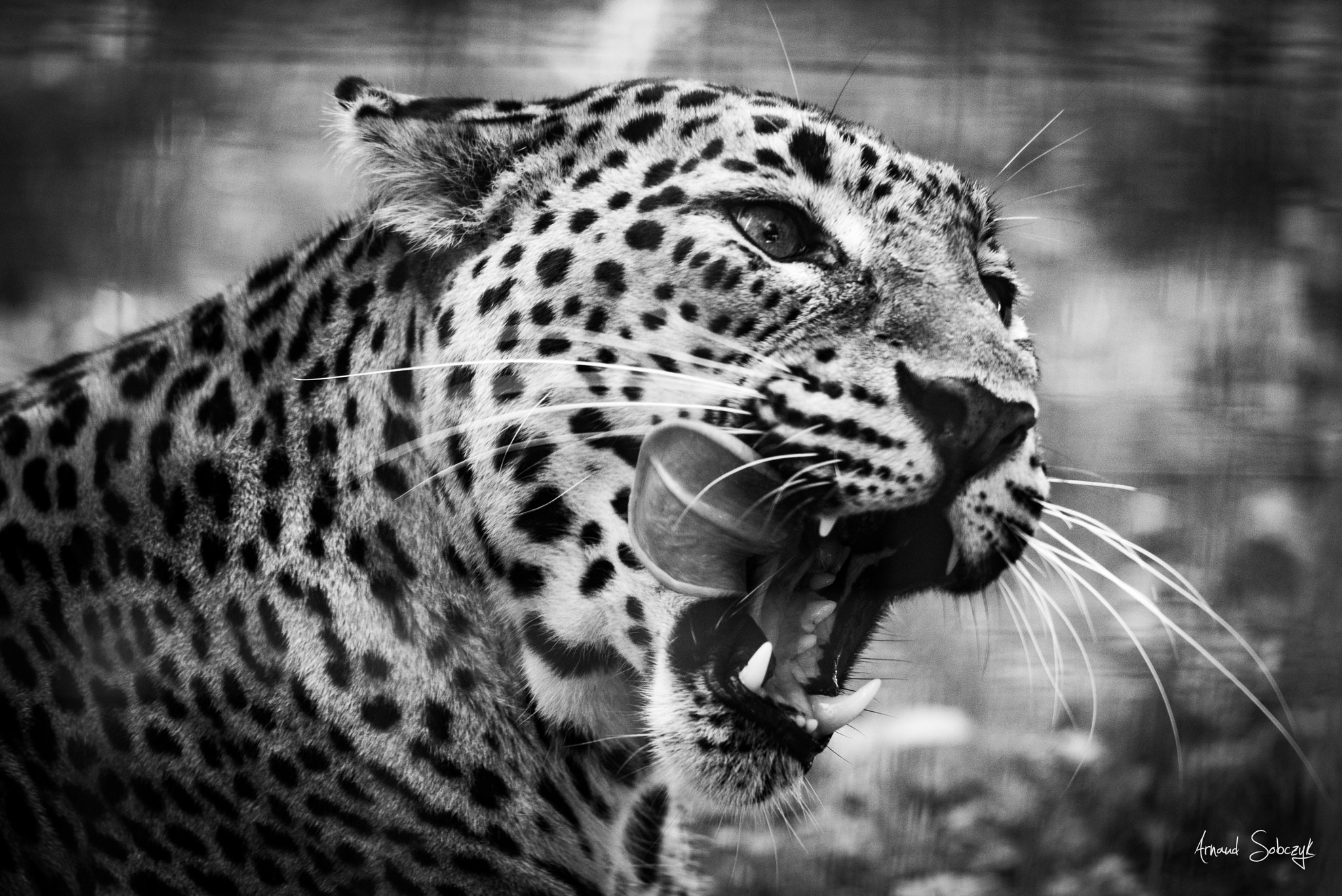 Sigma 120-400mm F4.5-5.6 DG OS HSM sample photo. Panther, black and white photography