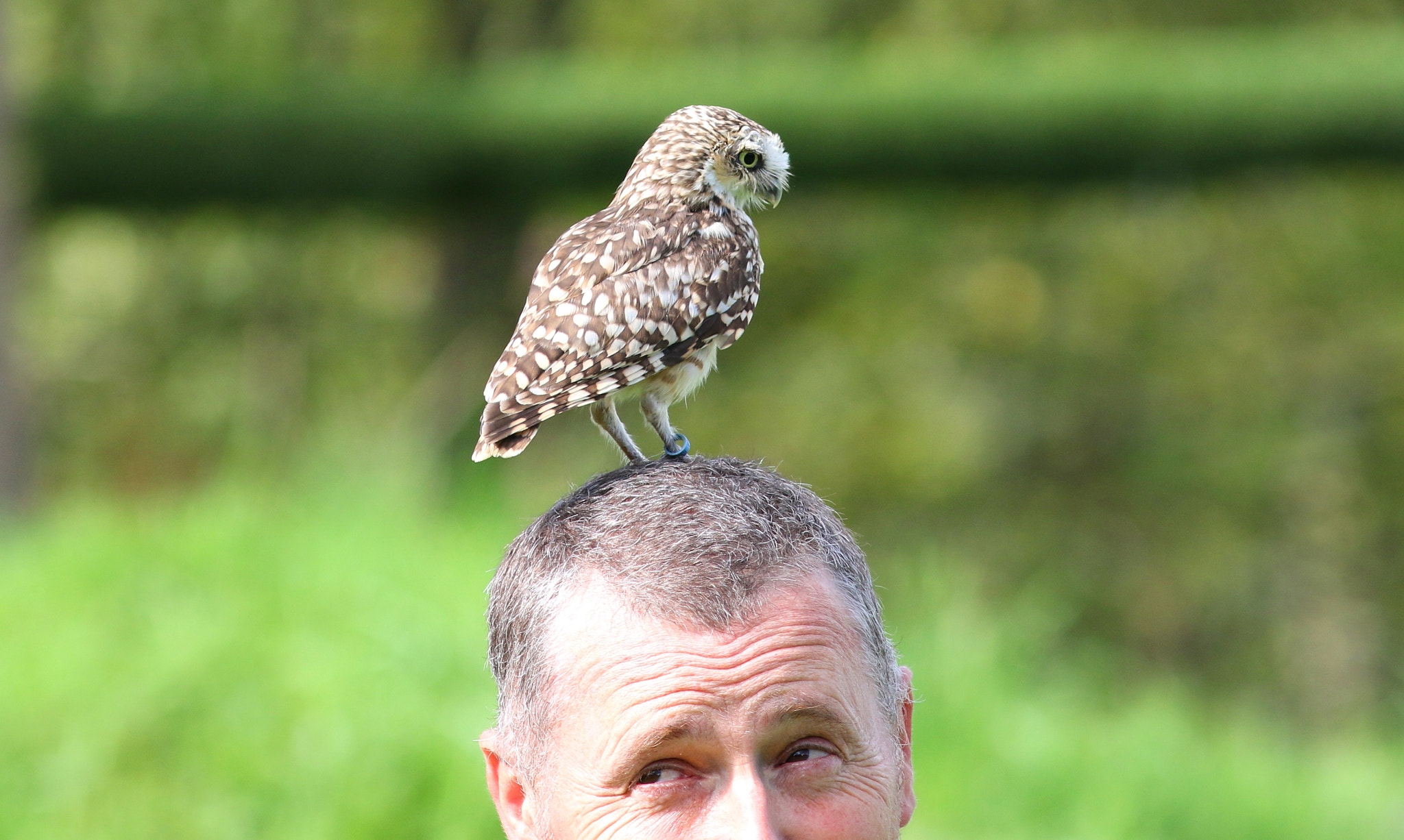 Canon EF 300mm F4L IS USM sample photo. Burrowing owl photography