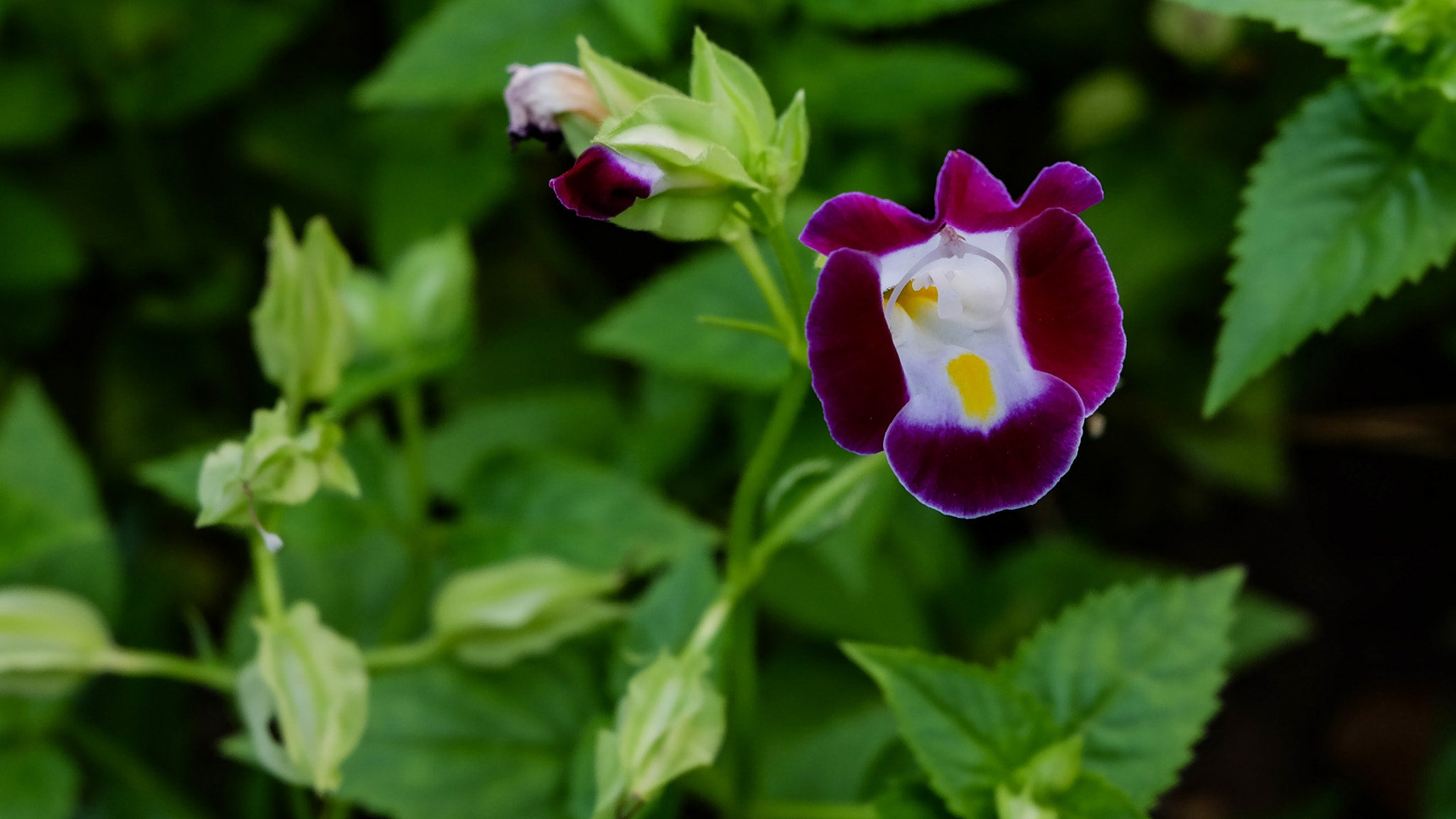 Fujifilm XC 16-50mm F3.5-5.6 OIS II sample photo. Red flowers photography