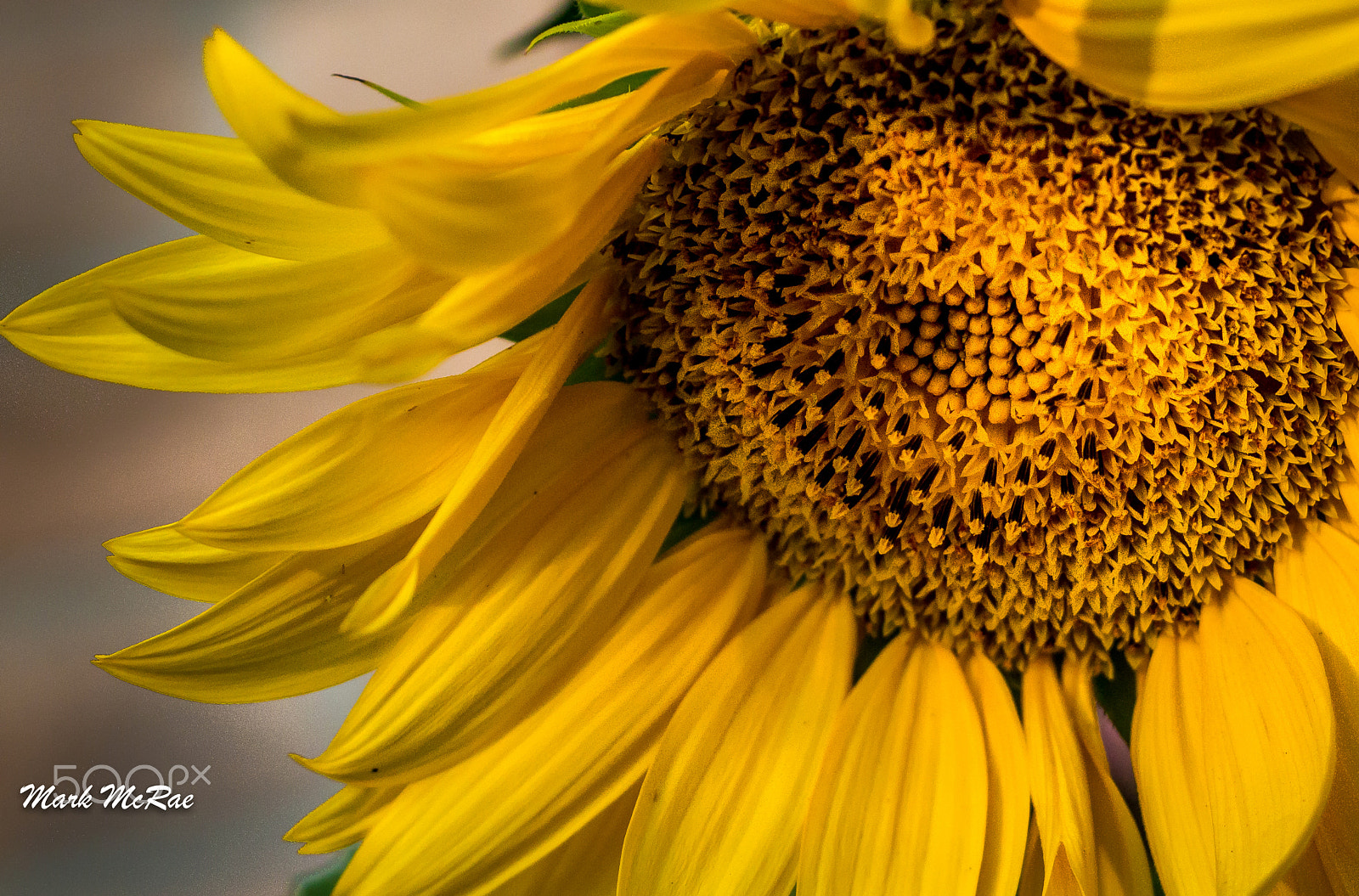 Canon EF 50mm f/1.8 sample photo. Sunflower photography