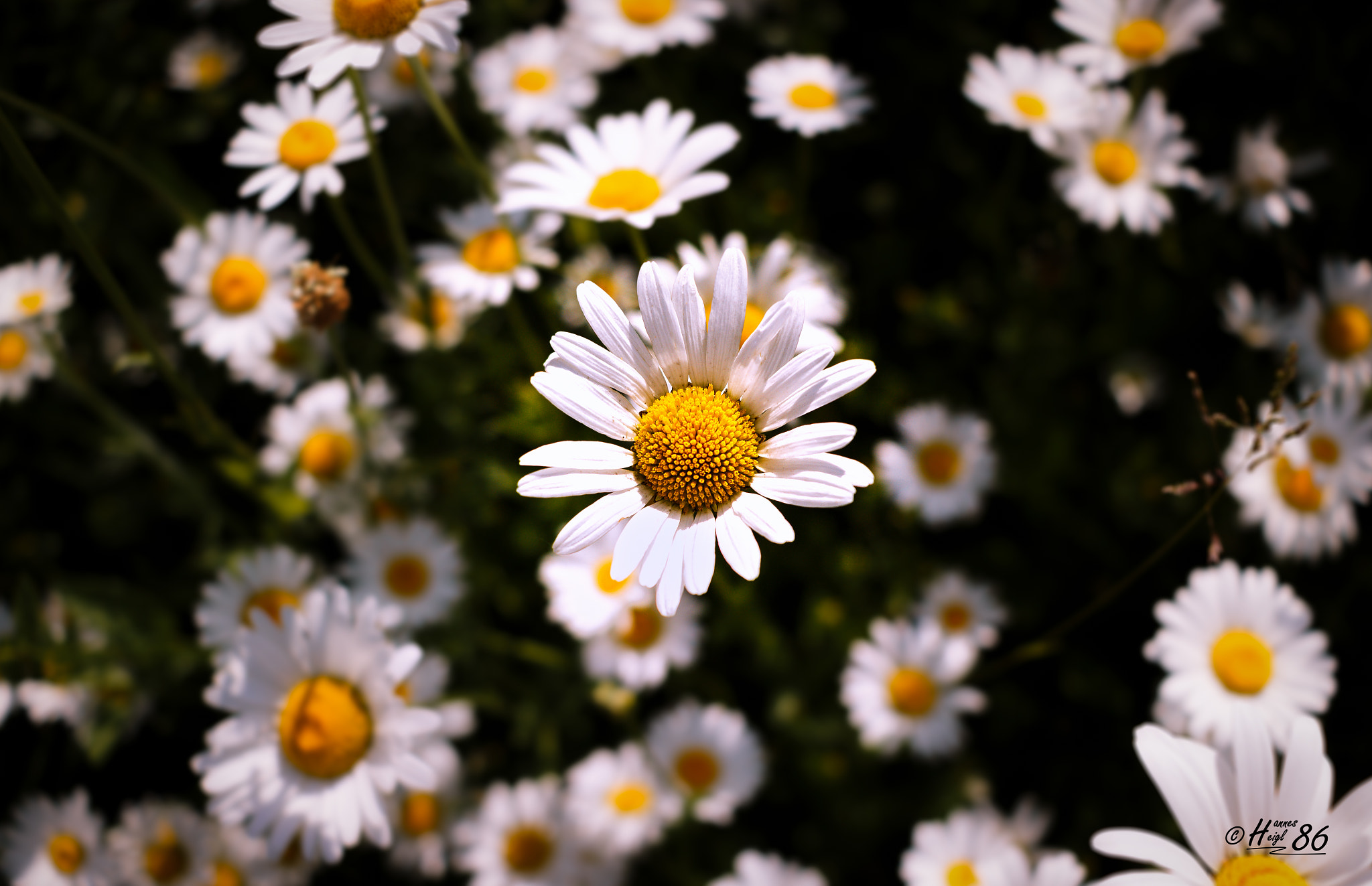 Canon EF-S 24mm F2.8 STM sample photo. Daisy photography