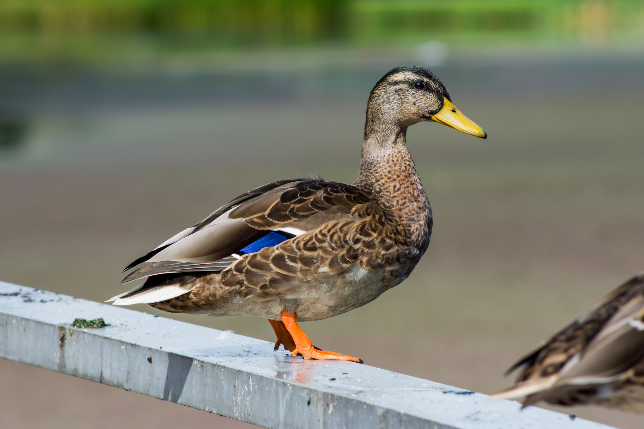 AF Nikkor 70-210mm f/4-5.6 sample photo. Duck photography