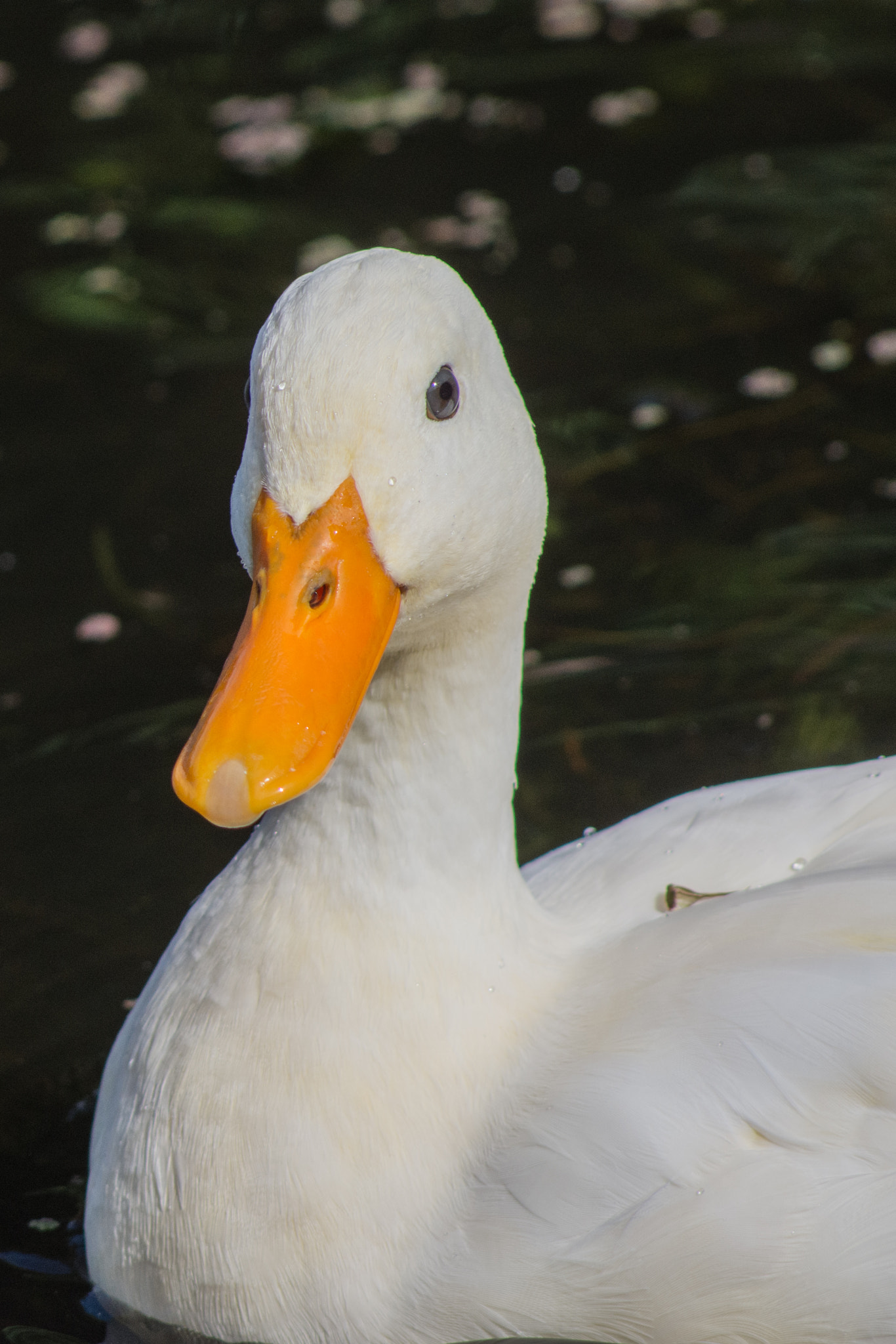 Nikon D7200 + AF Nikkor 70-210mm f/4-5.6 sample photo. White duck photography