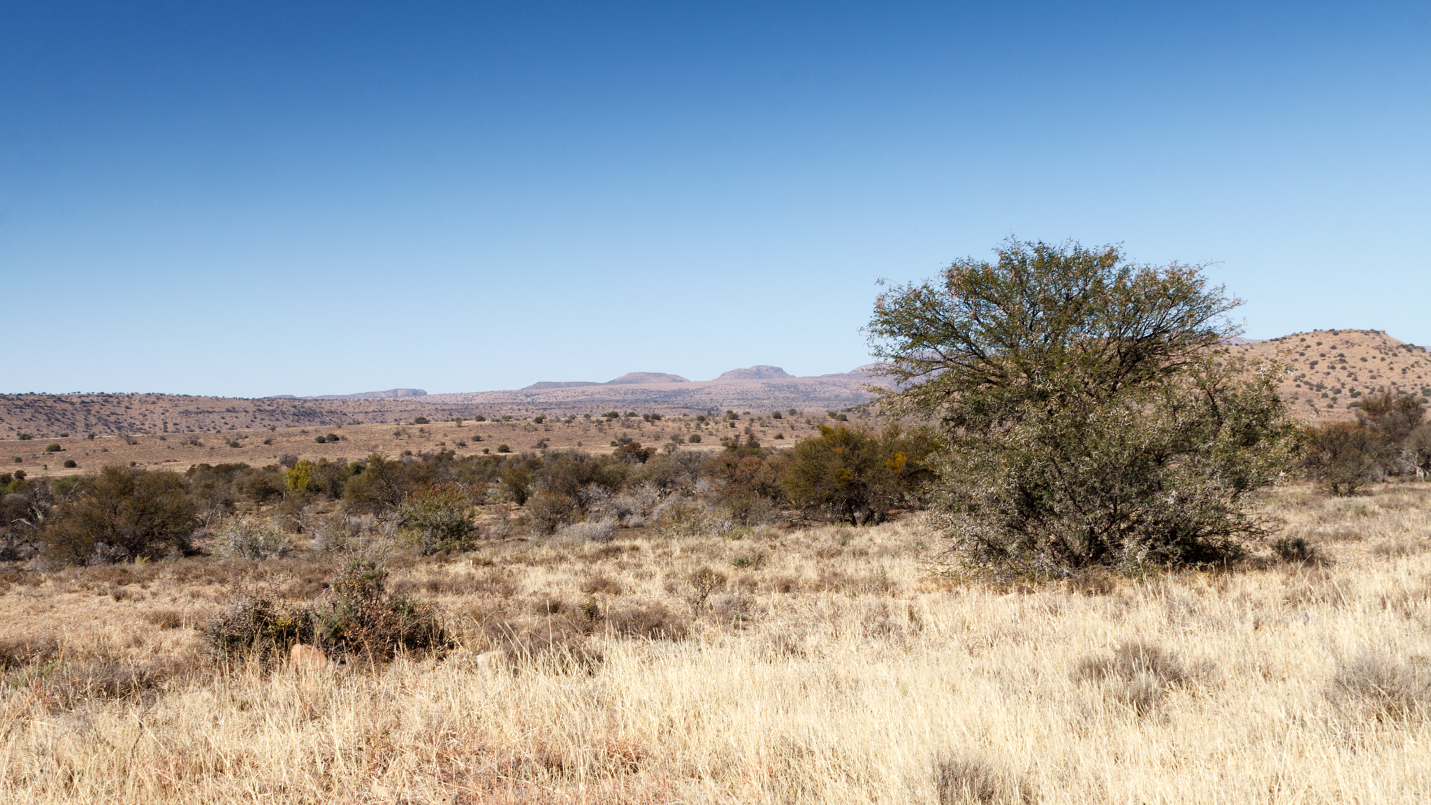 Canon EOS 50D + Sigma 24-70mm F2.8 EX DG Macro sample photo. The tree - mountain zebra national park photography