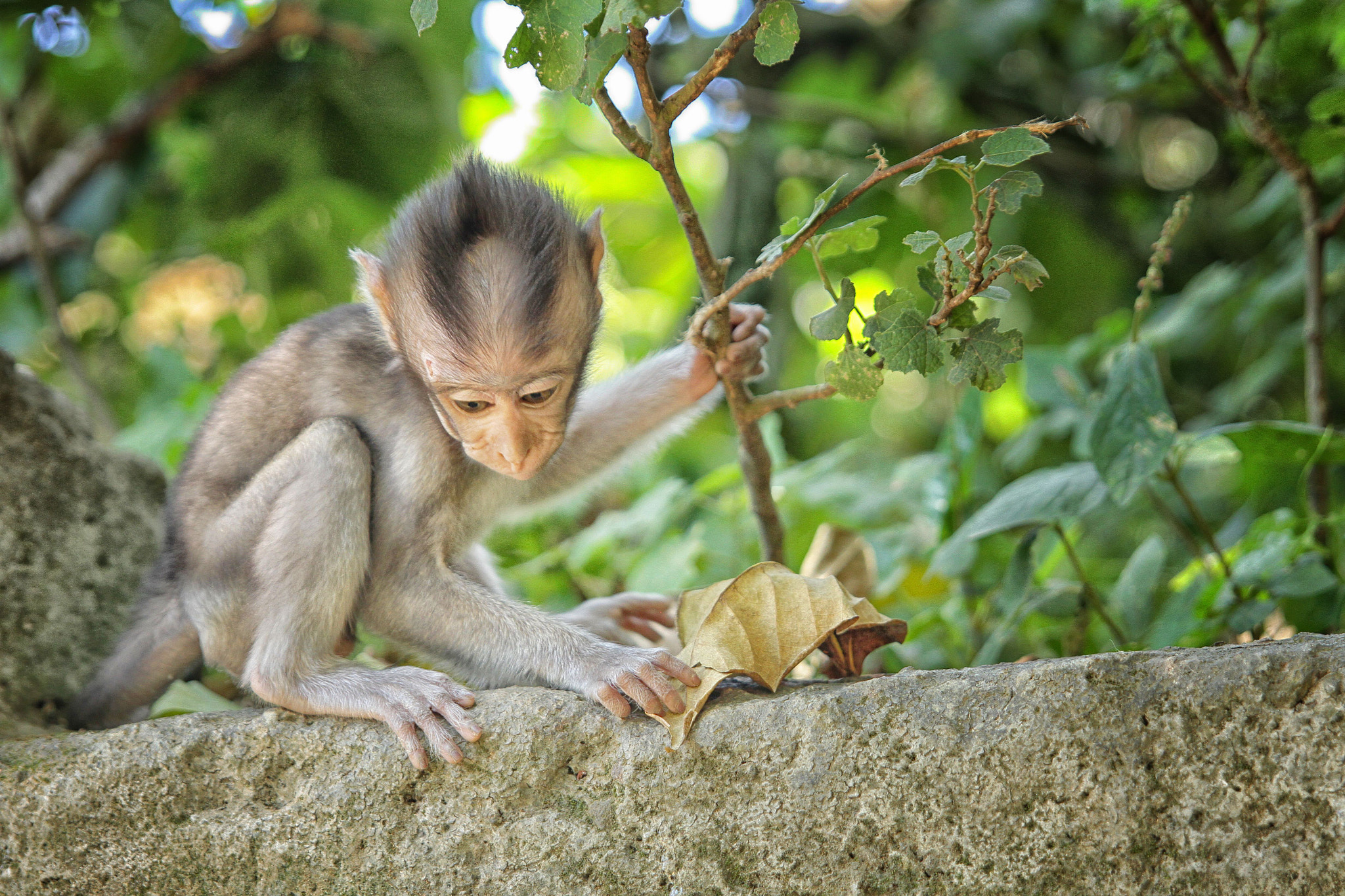 Canon EOS 7D sample photo. Monkey forest, ubud photography