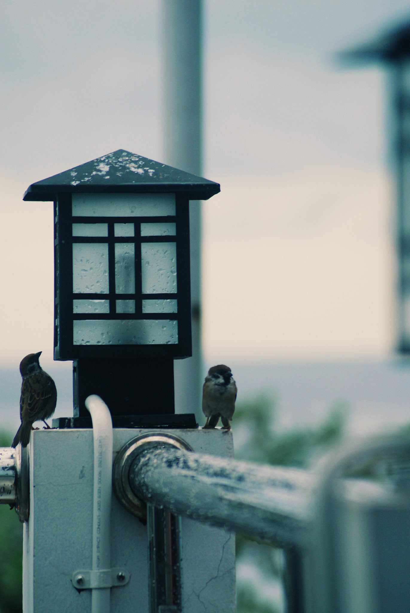 Sony Alpha DSLR-A300 + Sony DT 55-200mm F4-5.6 SAM sample photo. Blue afternoon photography