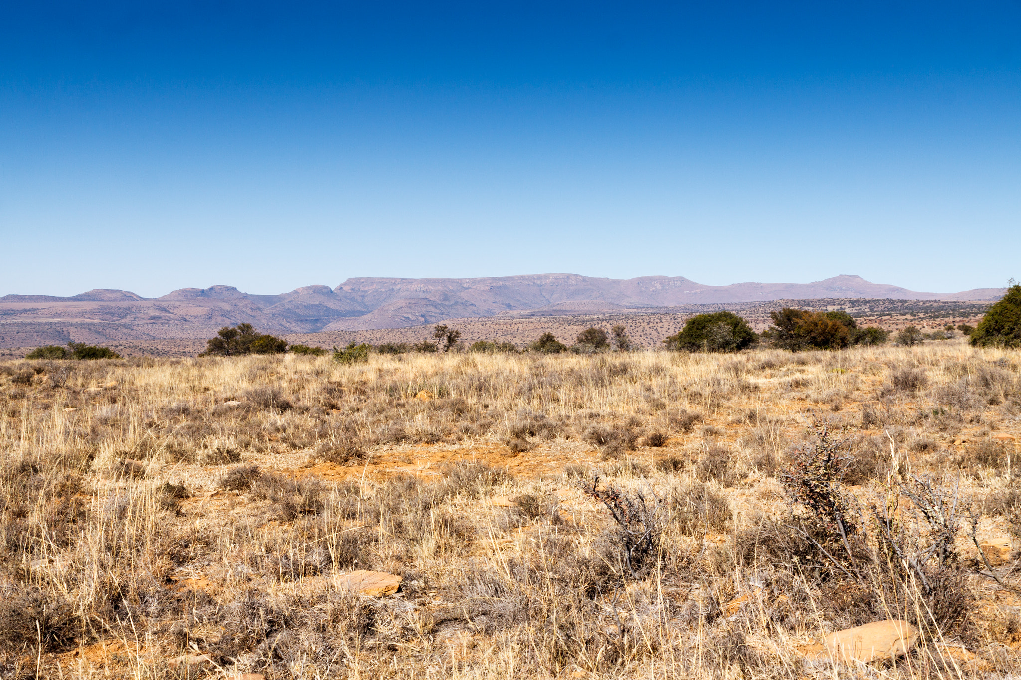 Canon EOS 50D + Sigma 24-70mm F2.8 EX DG Macro sample photo. Wow the beauty of  the mountain zebra national park photography