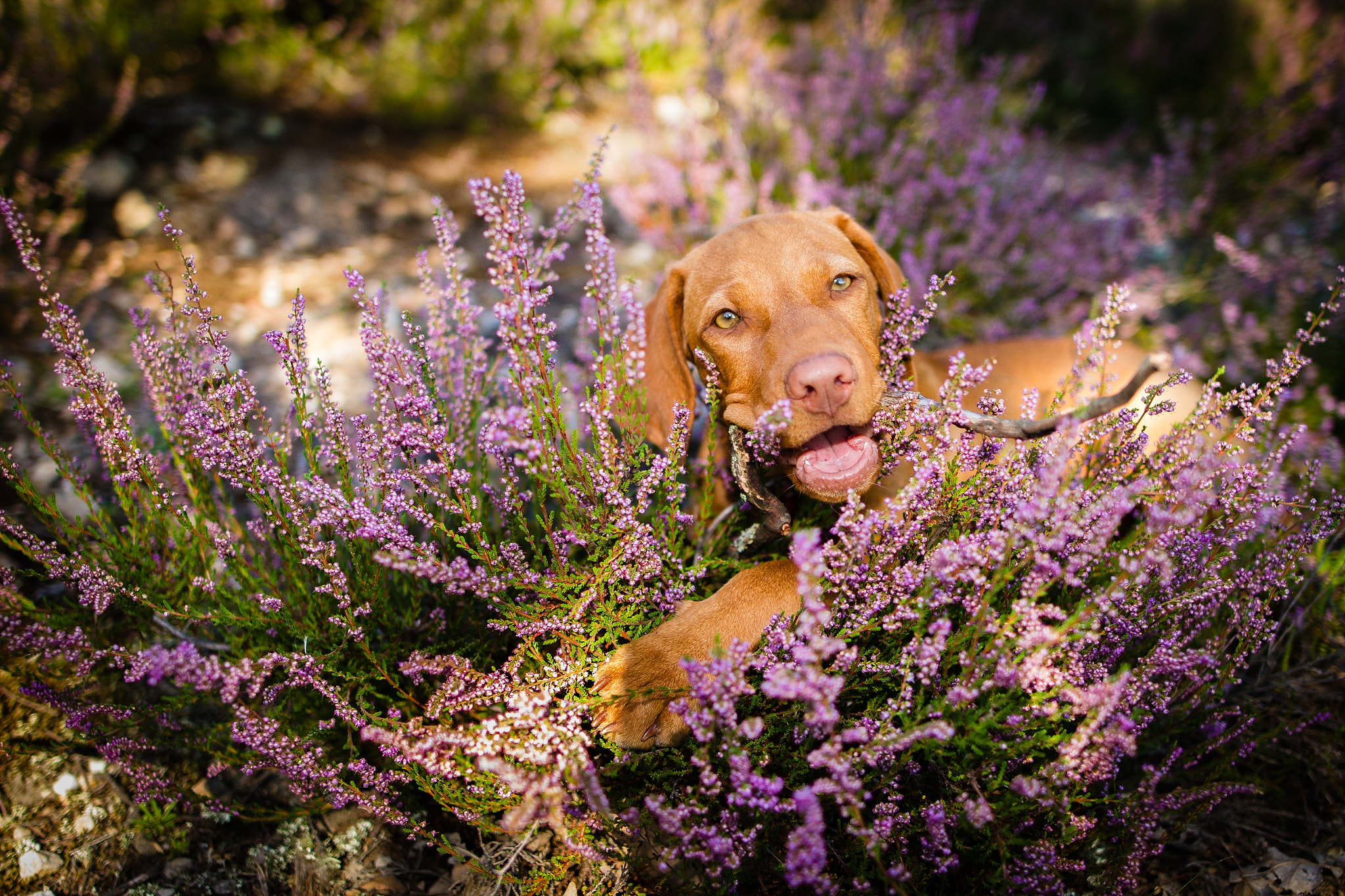 Sigma 24mm F1.4 DG HSM Art sample photo. Izy photography