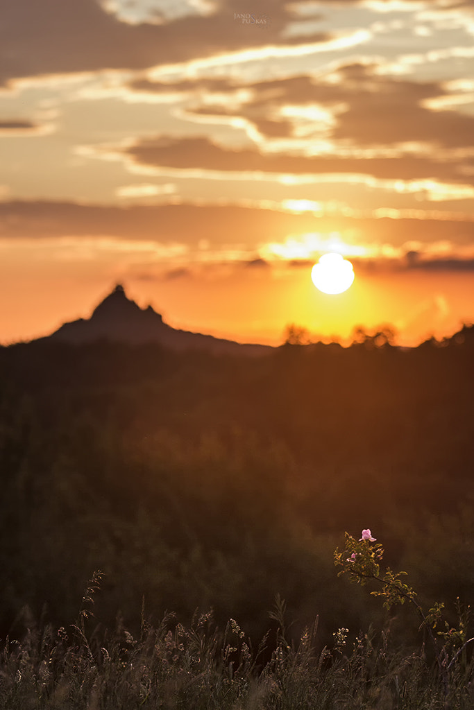 Canon EOS 650D (EOS Rebel T4i / EOS Kiss X6i) + Canon EF 80-200mm f/2.8L sample photo. Sunset with a wildrose and a castle photography