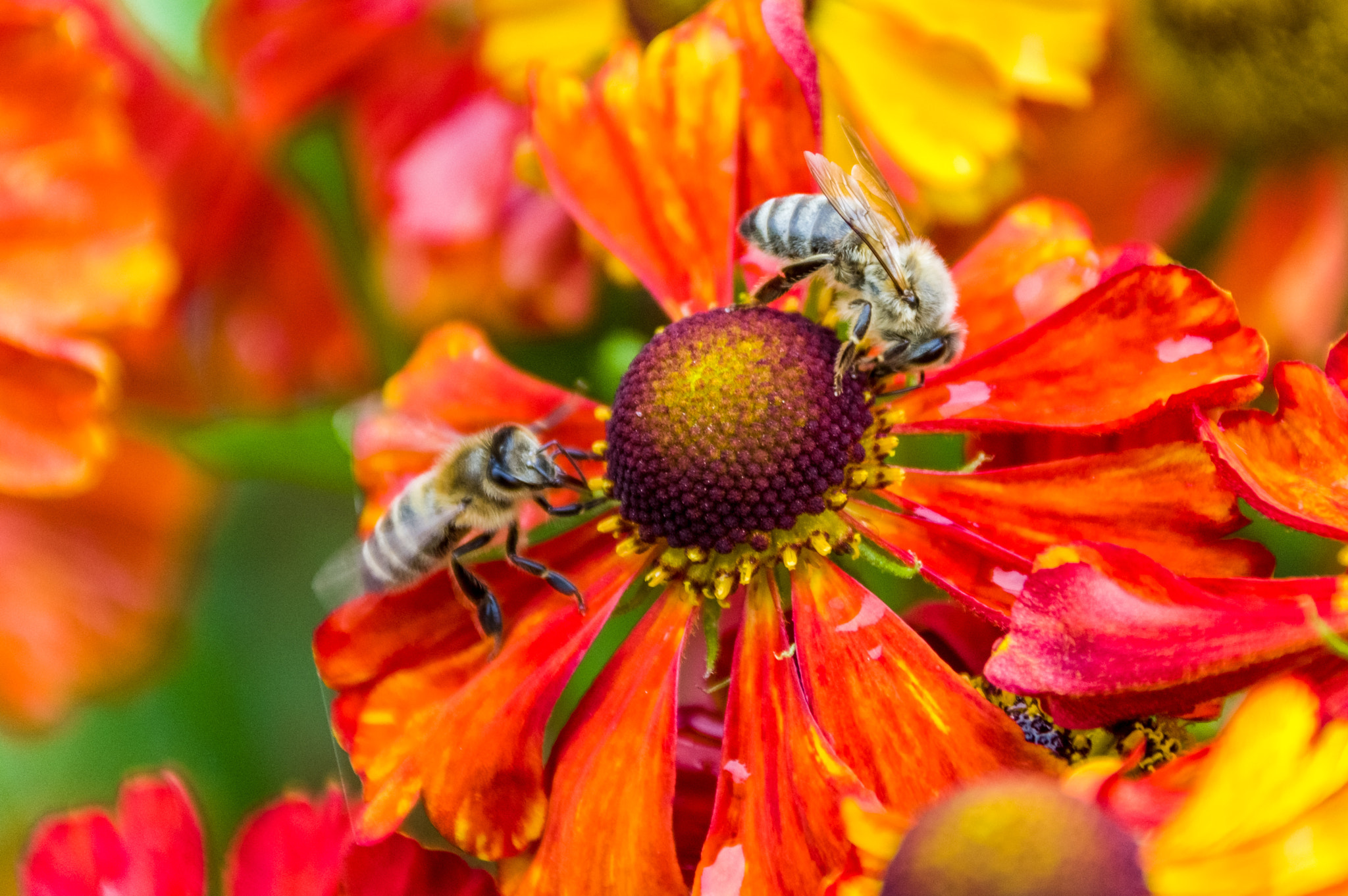 Sigma 18-300mm F3.5-6.3 DC Macro HSM sample photo. Bees@work photography