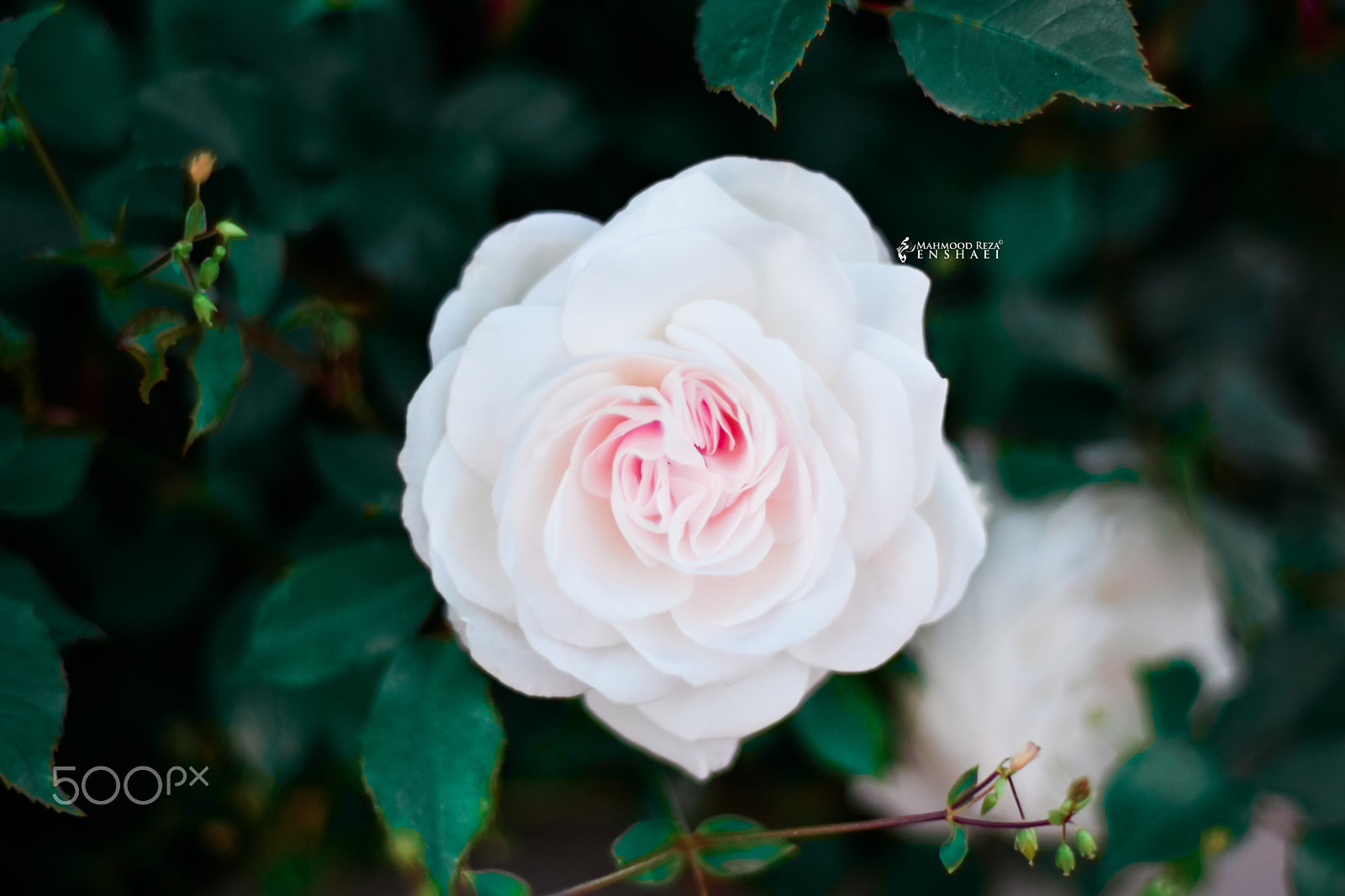 Nikon D7200 + Nikon AF Nikkor 50mm F1.4D sample photo. White flowers photography