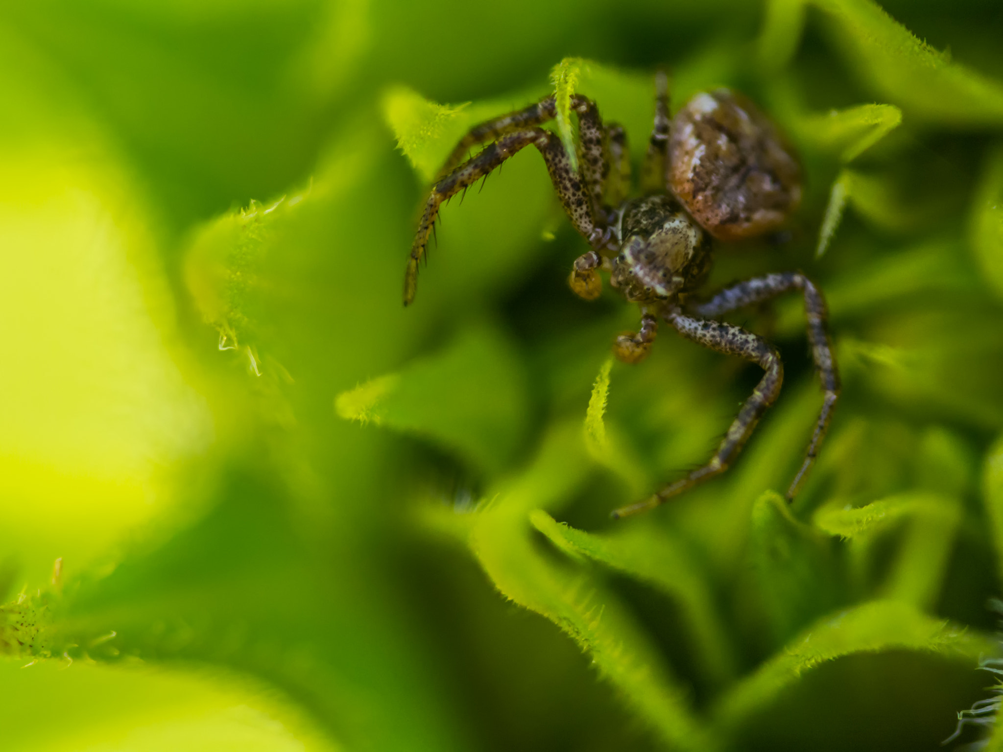 Sigma 150mm F2.8 EX DG Macro HSM sample photo. Always ready photography