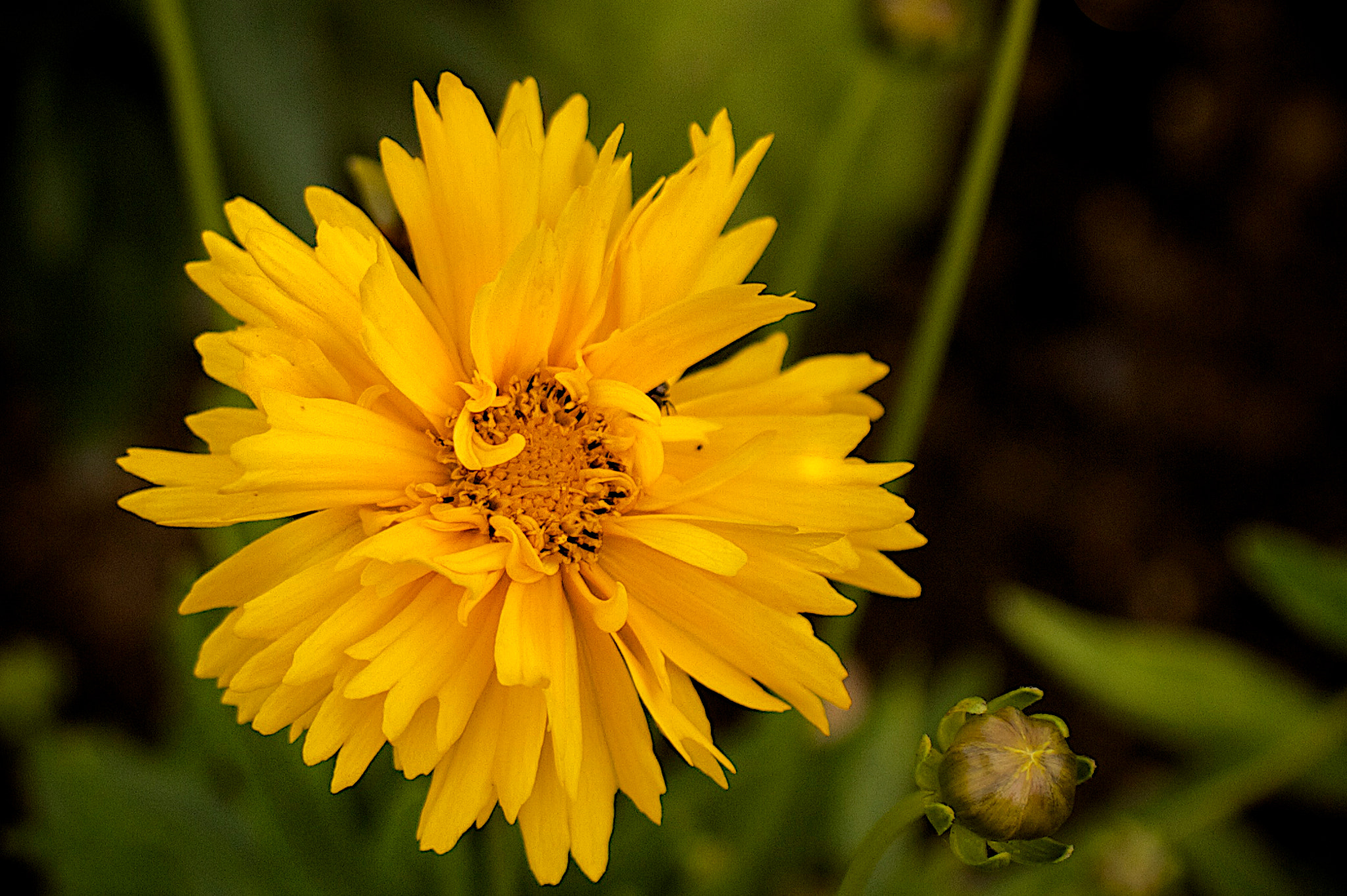 Canon EOS 7D + Canon EF 35mm F1.4L USM sample photo. Wild flower (3766) photography