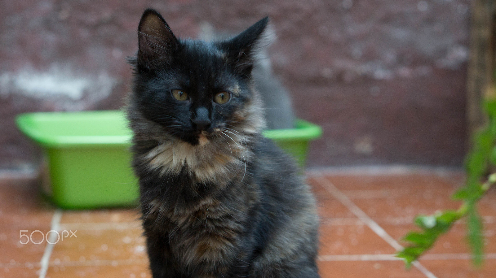E 50mm F1.8 OSS sample photo. Goodbye diva ii part one photography