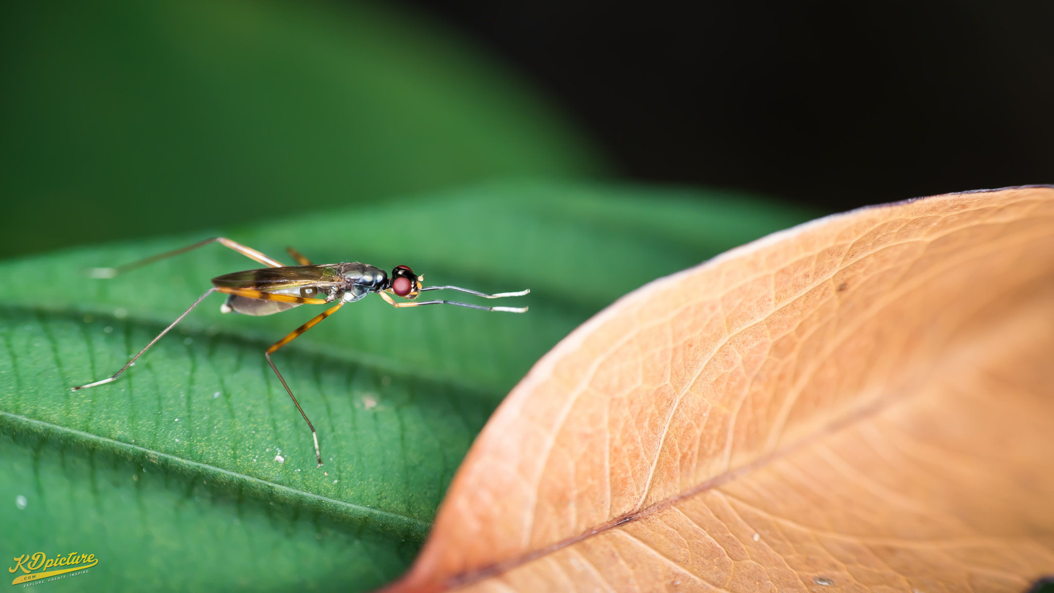 Nikon D750 + AF Nikkor 85mm f/1.8 sample photo. K macro photography